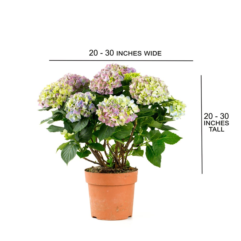 Hydrangeas — Welcome