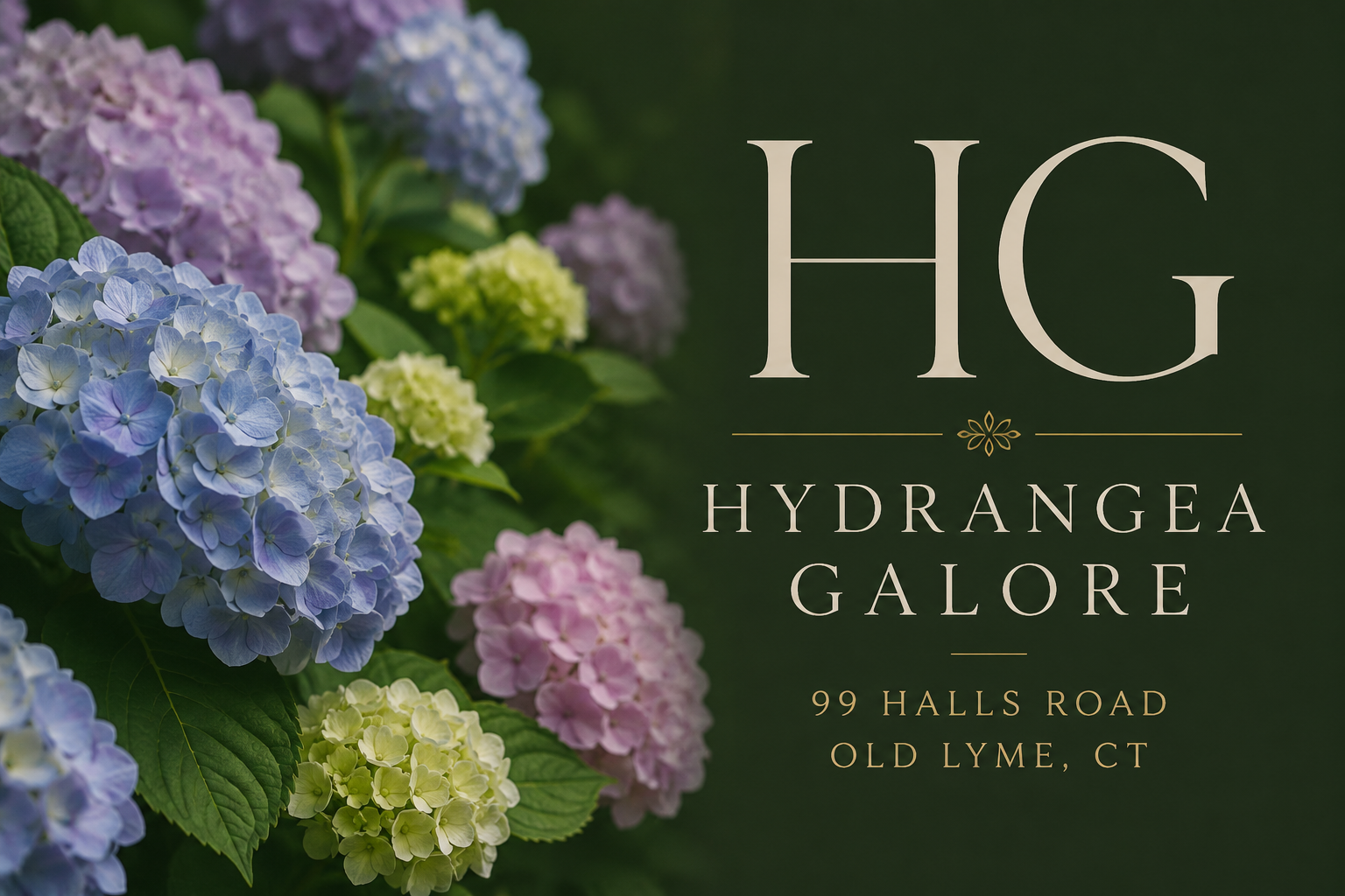 A floral advertisement featuring pastel-colored hydrangea flowers in shades of blue, purple, pink, and green with text overlay for HG Hydrangea Galore at 99 Halls Road, Old Lyme, CT.
