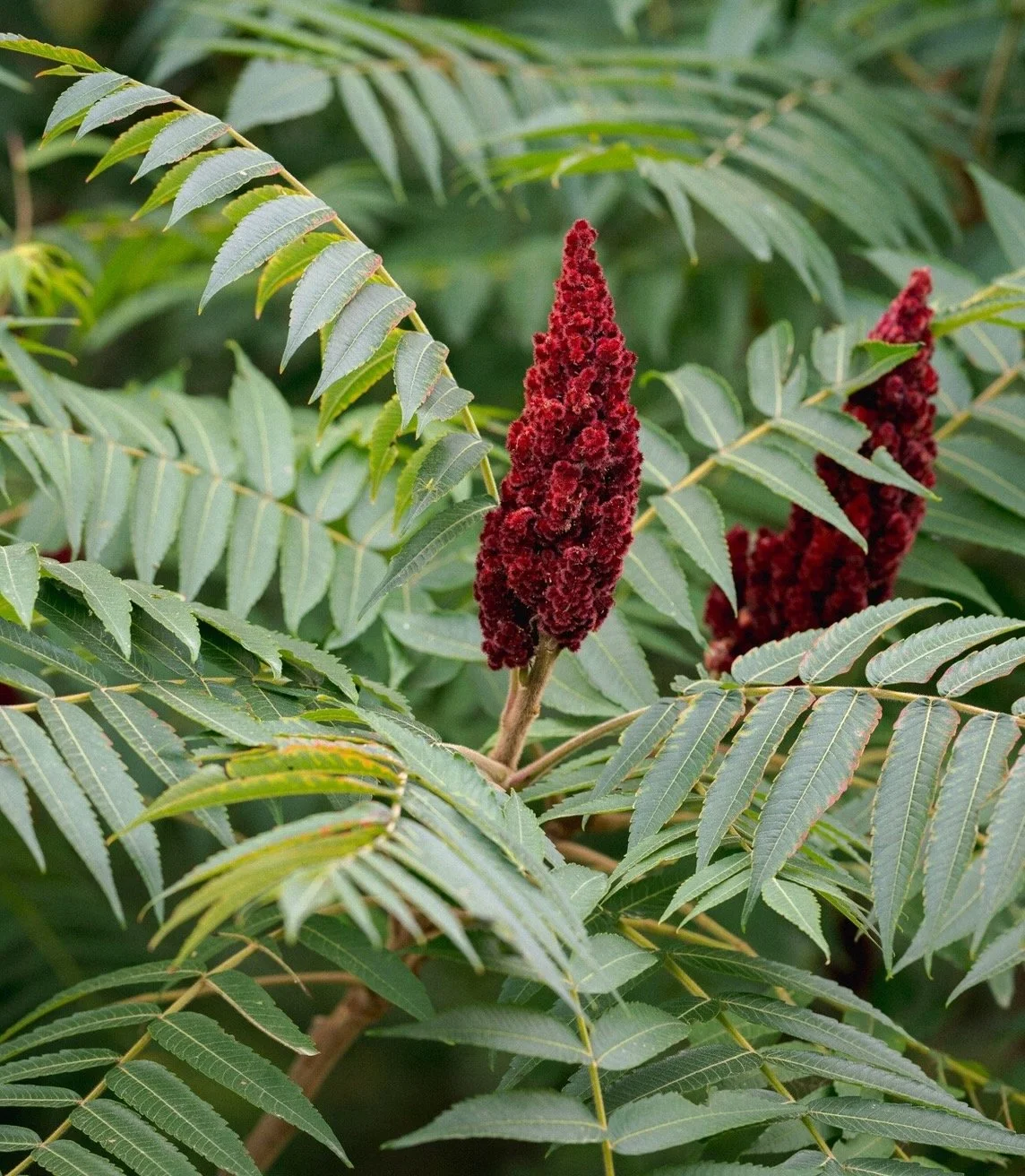 No Food Registration