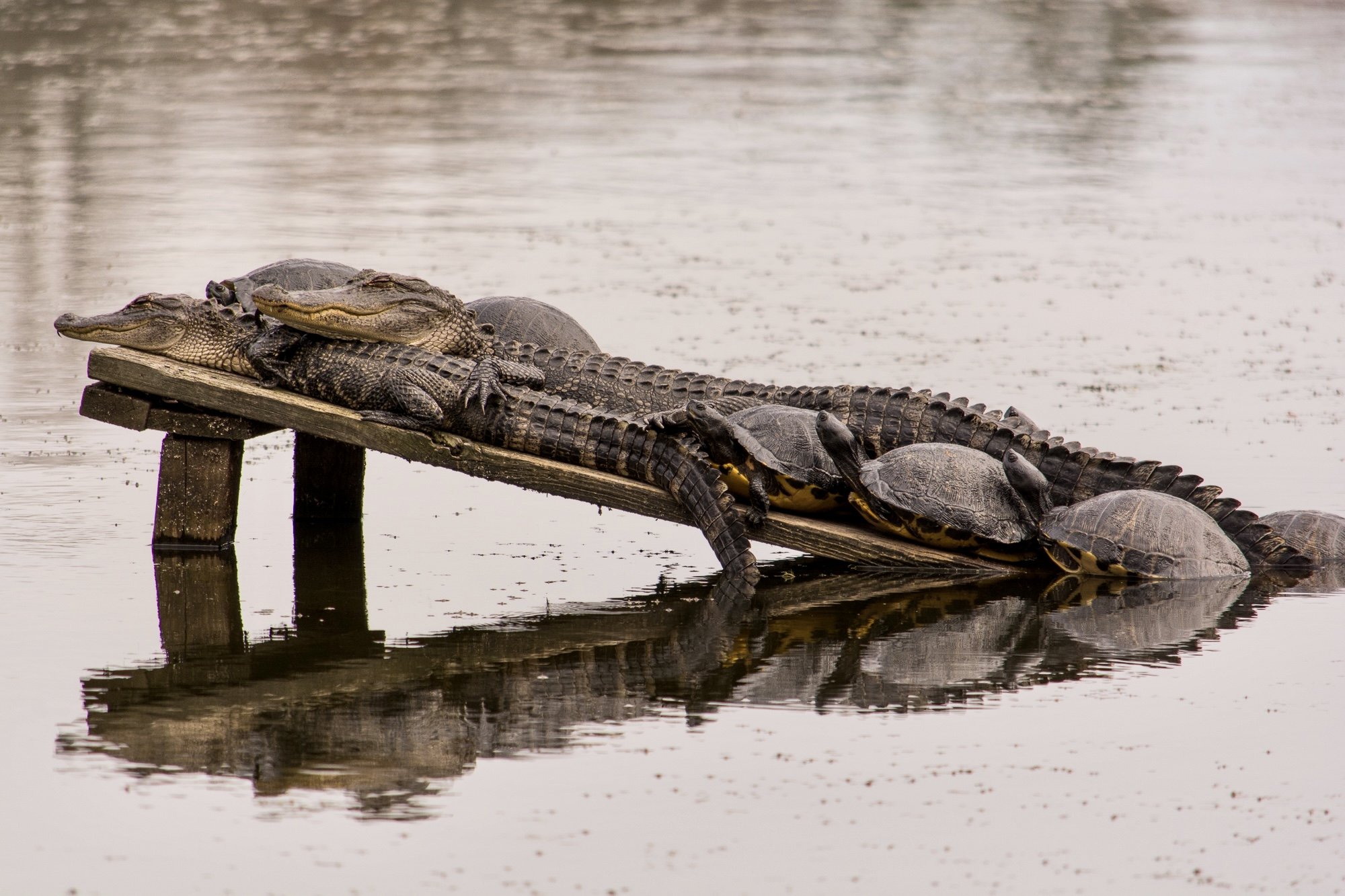 Two alligators basking in the sunshine.  Several turtles lay on top of them.  They are on a ramp in the Audubon Swamp
