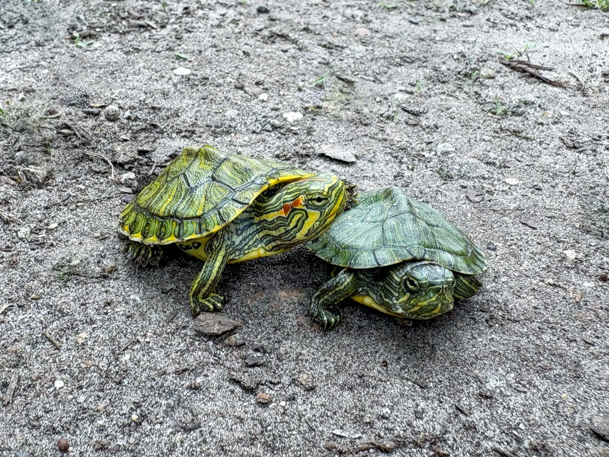Two red earred sliders enjoying Magnolia in Charleston, SC