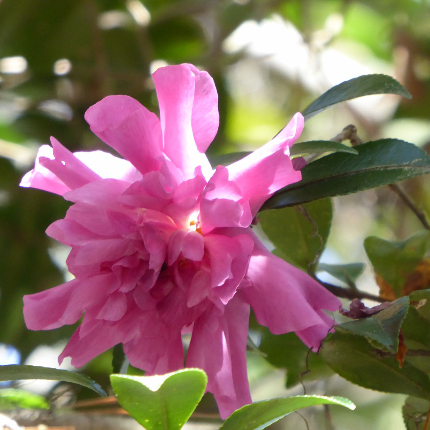 Camellia Season at Magnolia Plantation & Gardens