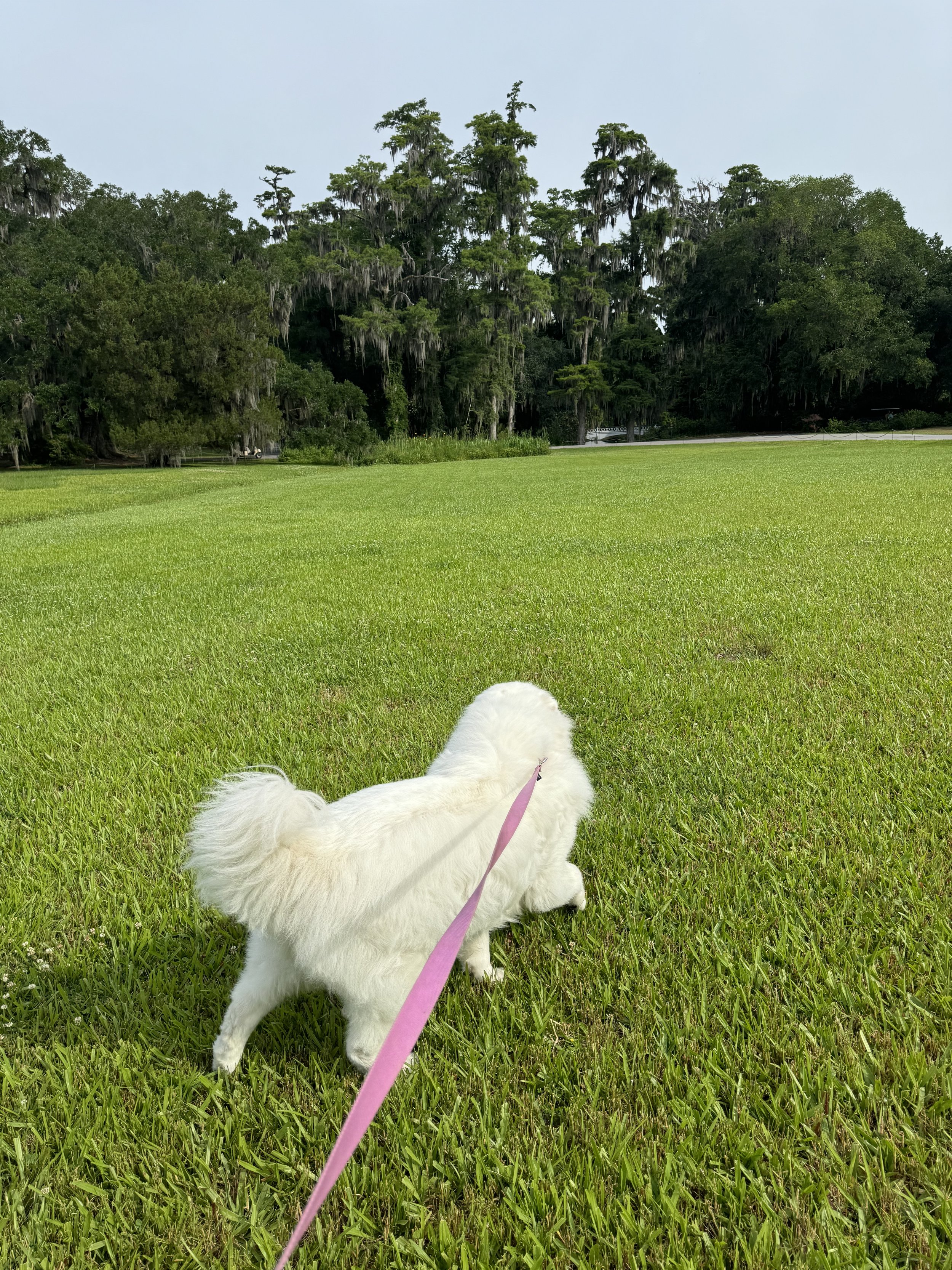 Doggie Days of Summer