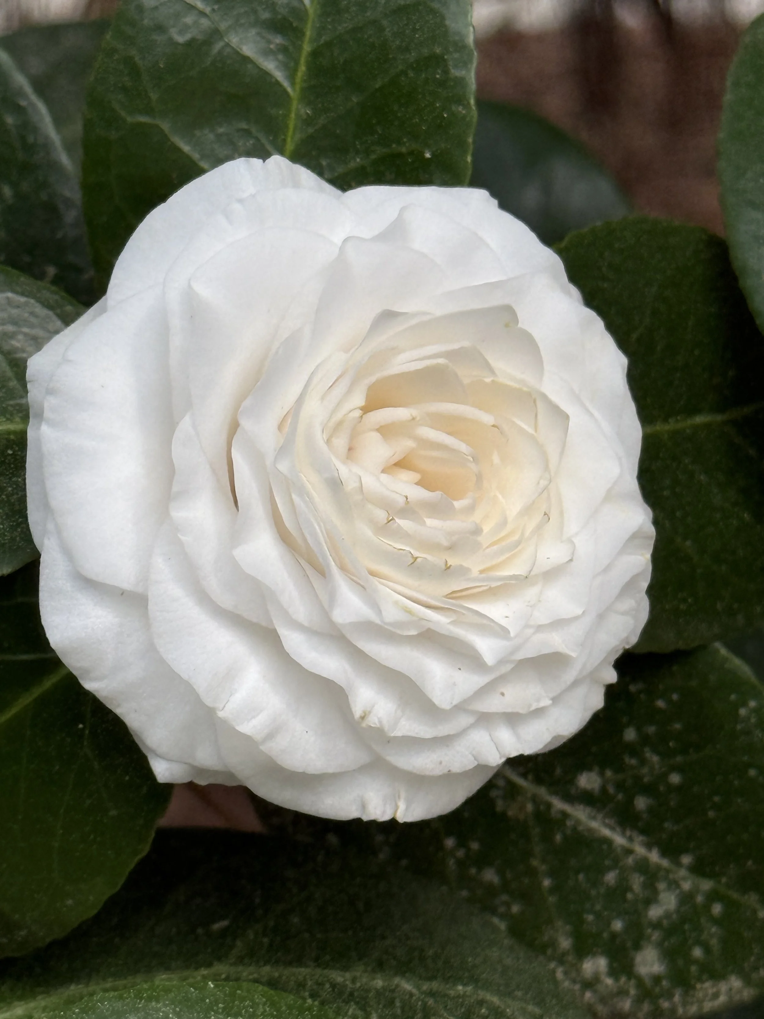 magnolia plantation and gardens camellia