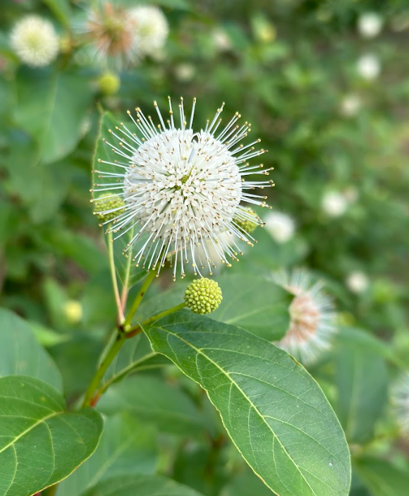 Screenshot 2026-01-26 131128.png