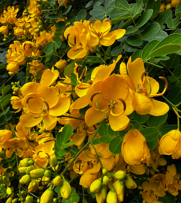 Screenshot 2026-01-26 131143.png