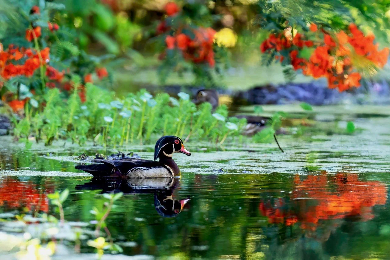 Birding Tours at Magnolia 