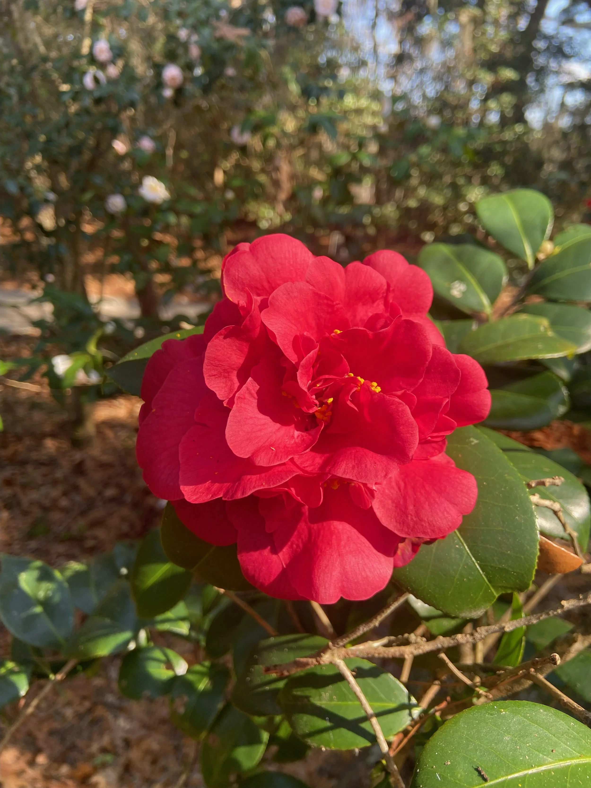 Camellia Season at Magnolia Plantation &amp; Gardens