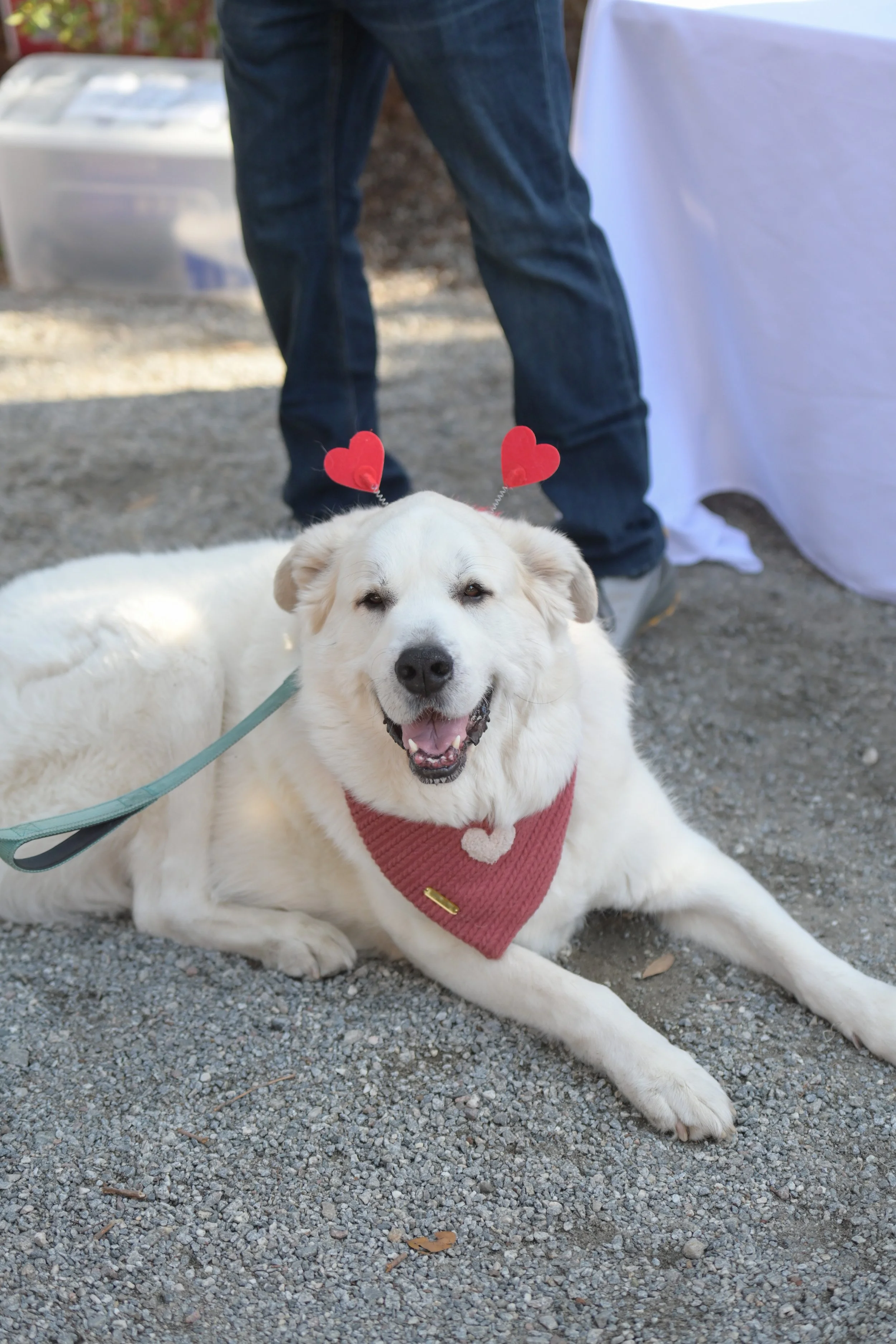 Dogs at Magnolia Plantation &amp; Gardens