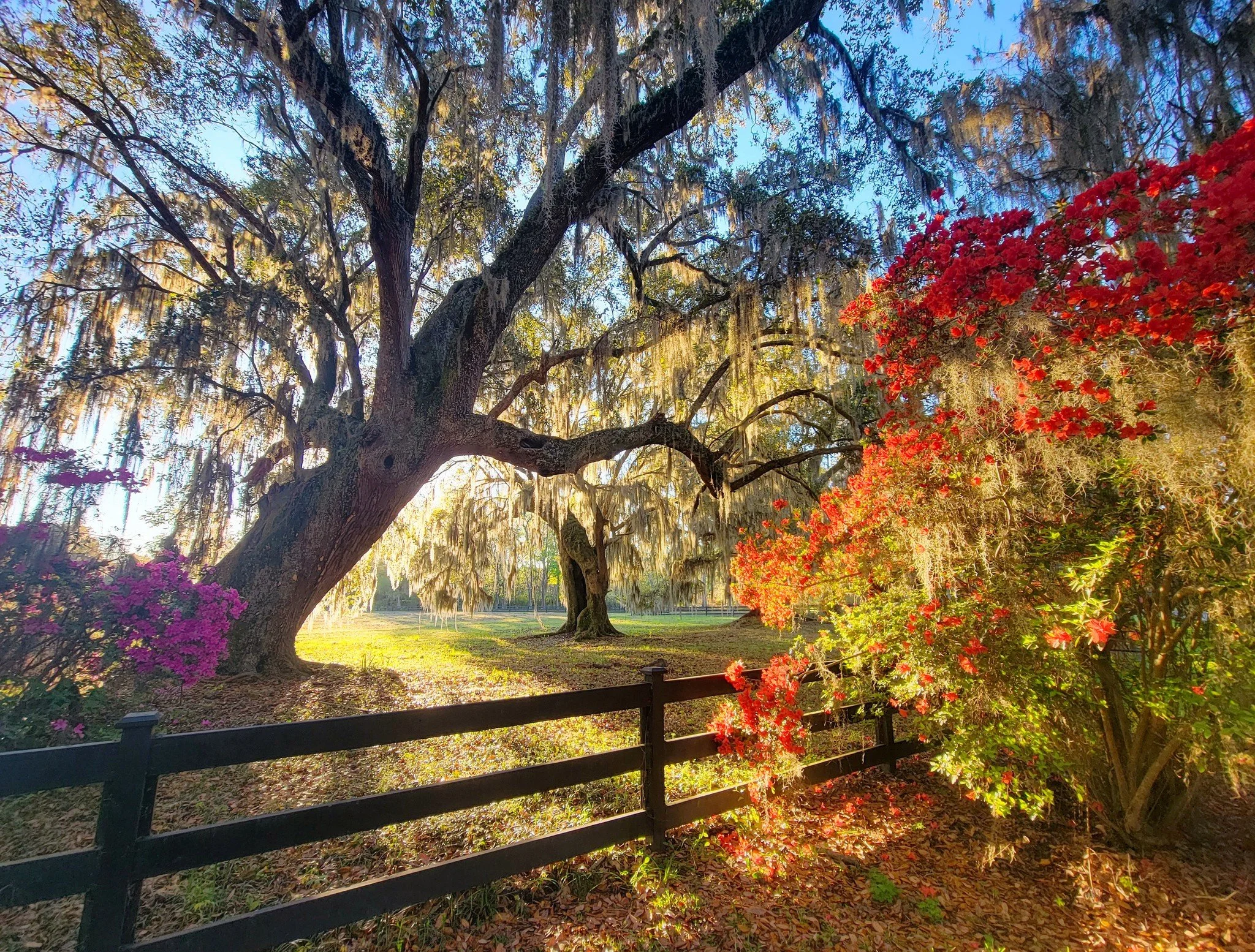 Azaleas in Charleston, SC