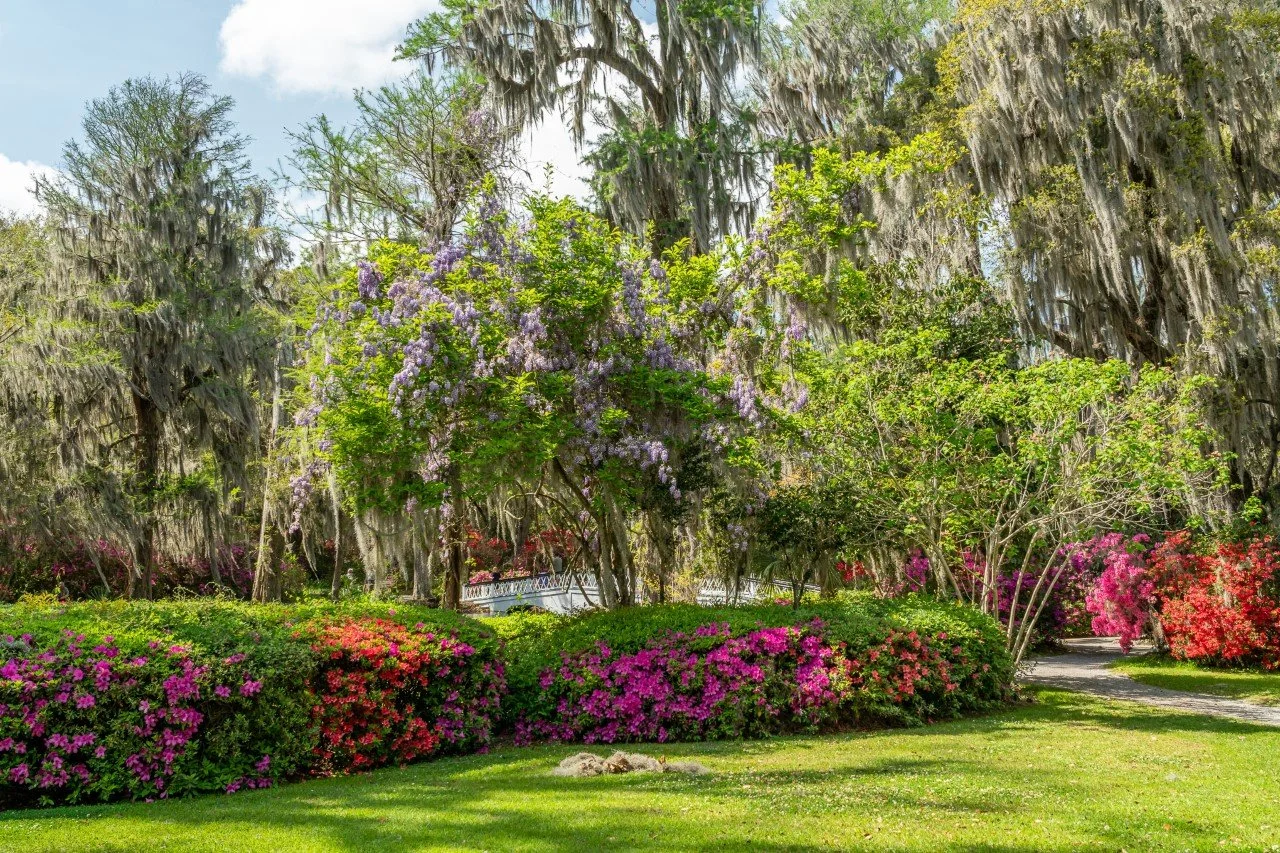 Join the Magnolia Family. Become a Member Today! 