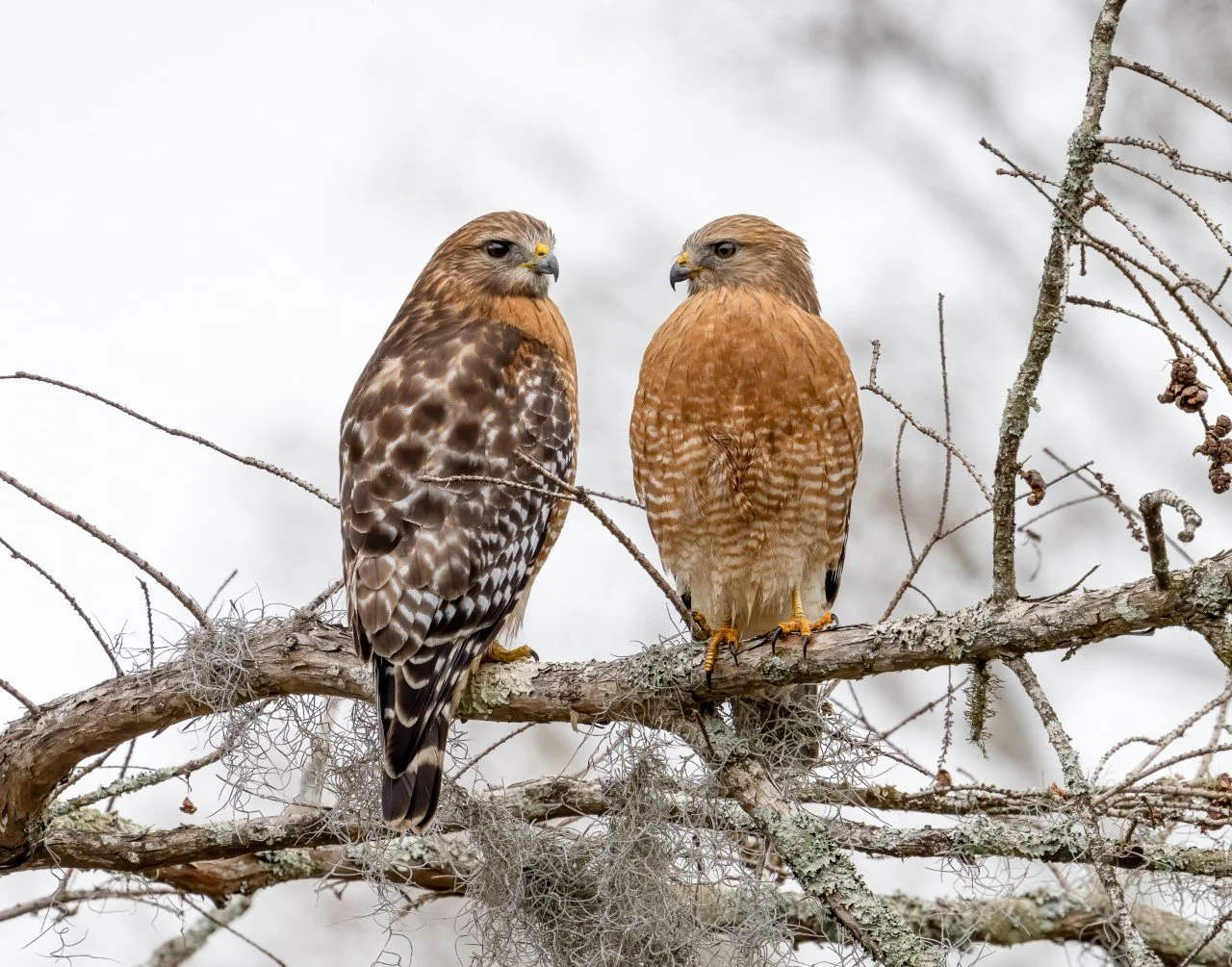 Red Shouldered Hawks in Charleston, SC