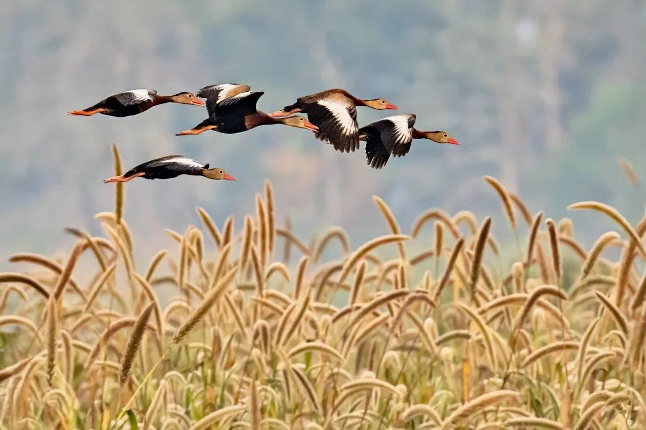 Black Bellied Whistling Ducks along the Magnolia March