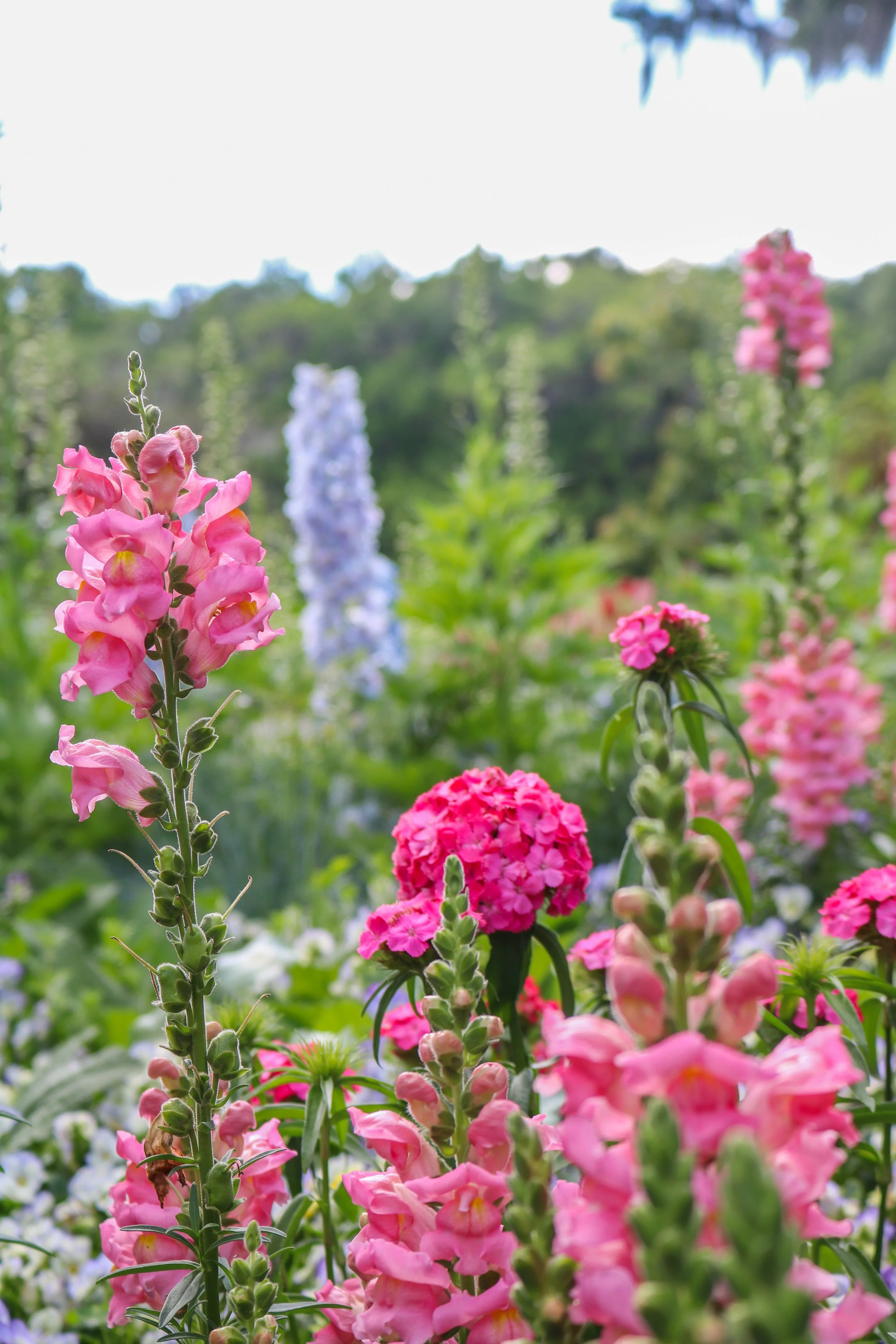 Best Time to Visit Magnolia Plantation &amp; Gardens: Seasonal Guide for Charleston Visitors