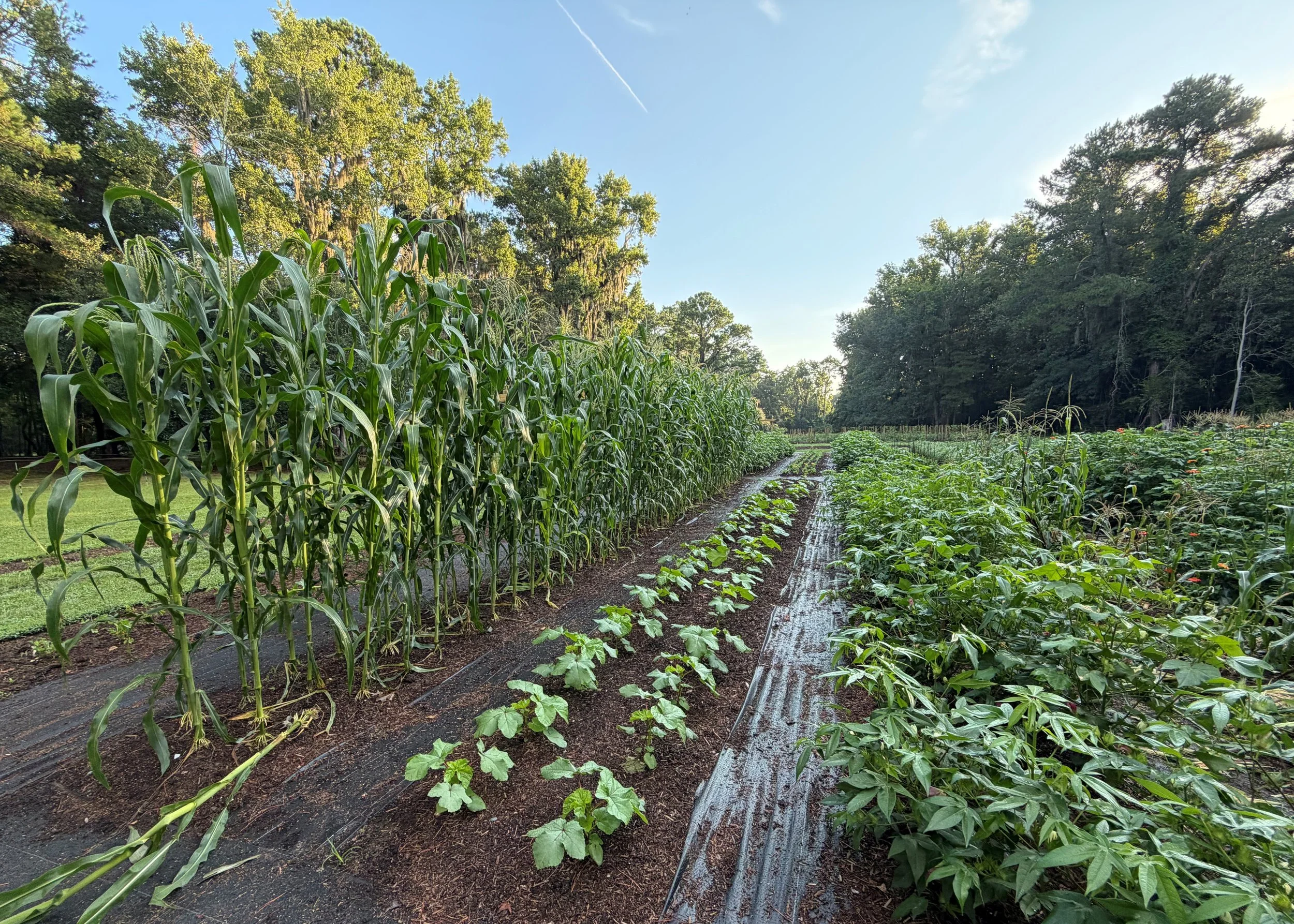 Step into the Past: What is a Heritage Crop?