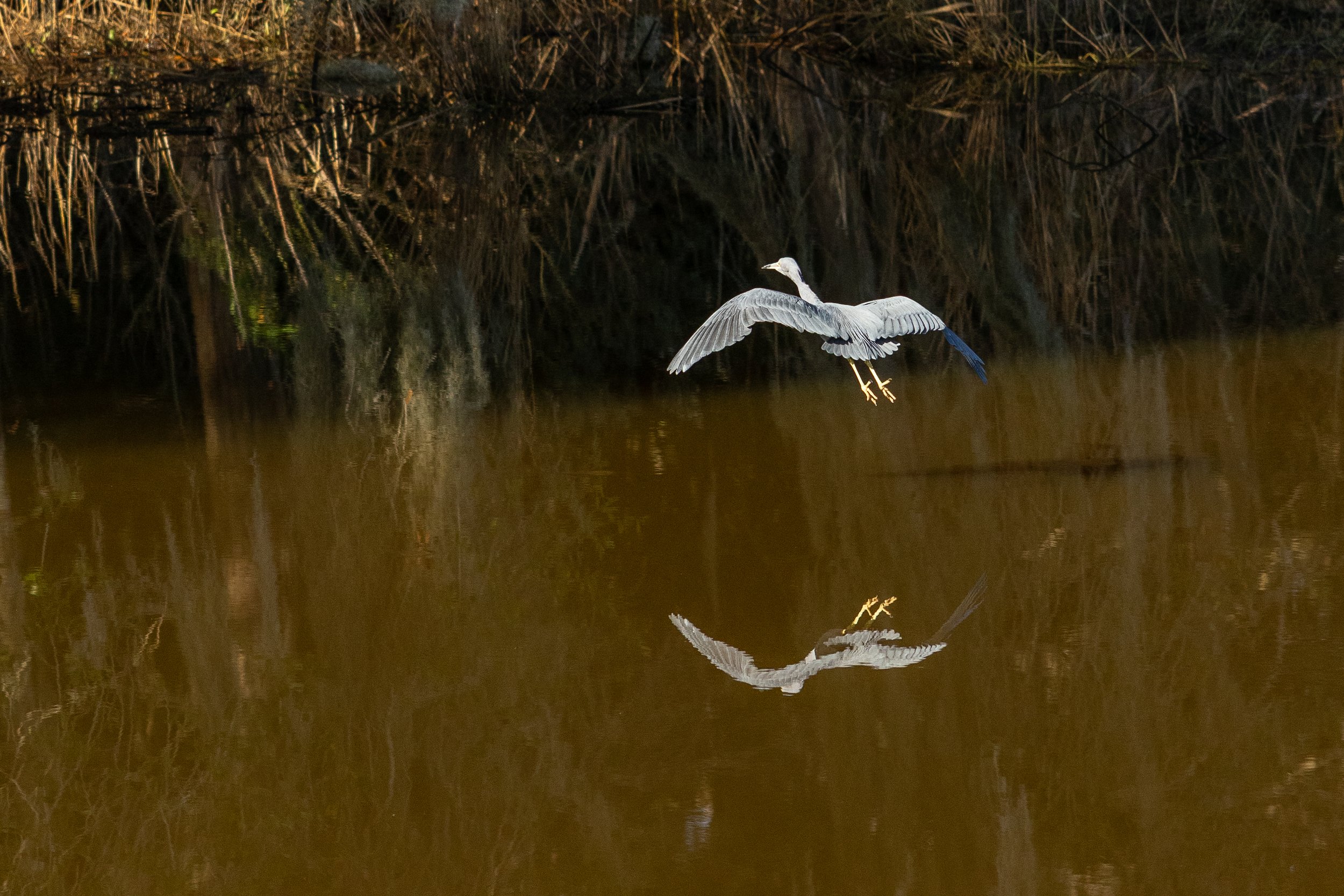 Wildlife at Magnolia Plantation &amp; Gardens: Birds, Alligators &amp; Lowcountry Nature 