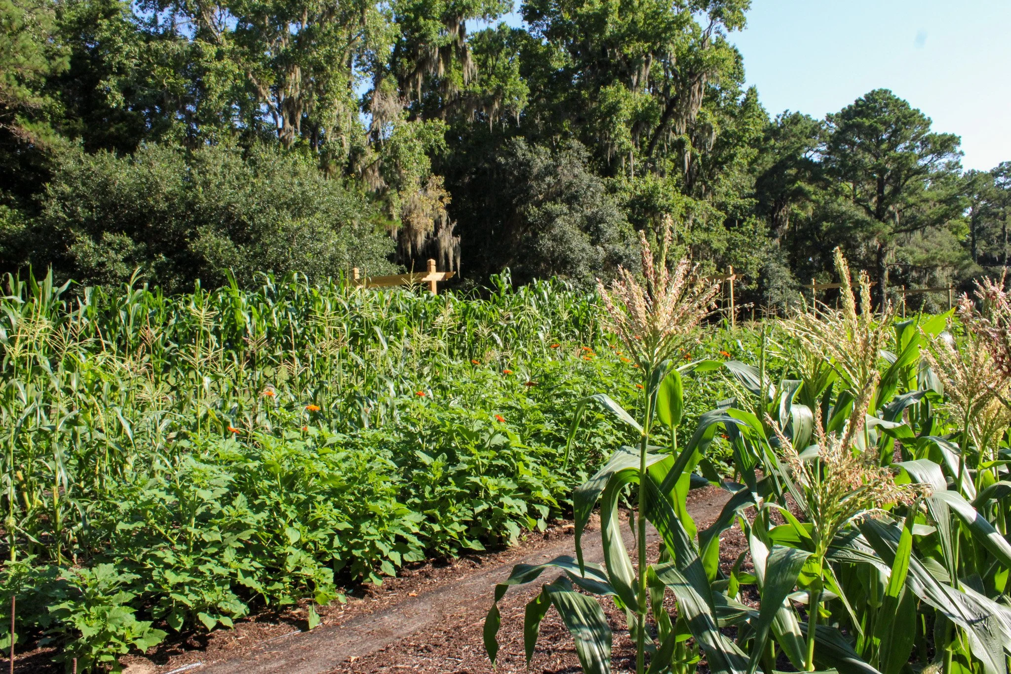 Journey to Indigo: Honoring Land, Spirit, and Legacy