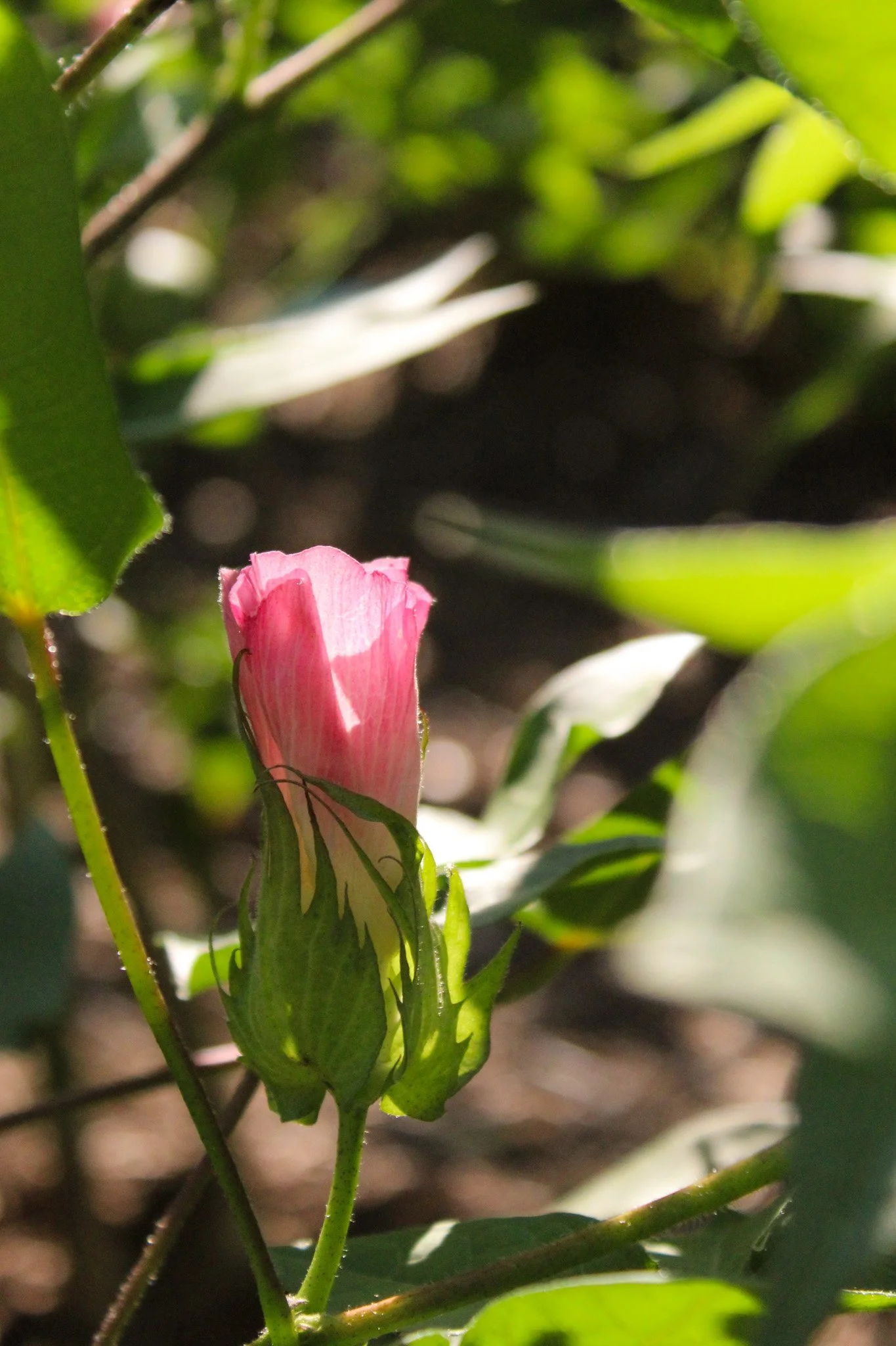 Heritage Garden at Magnolia Plantation &amp; Gardens