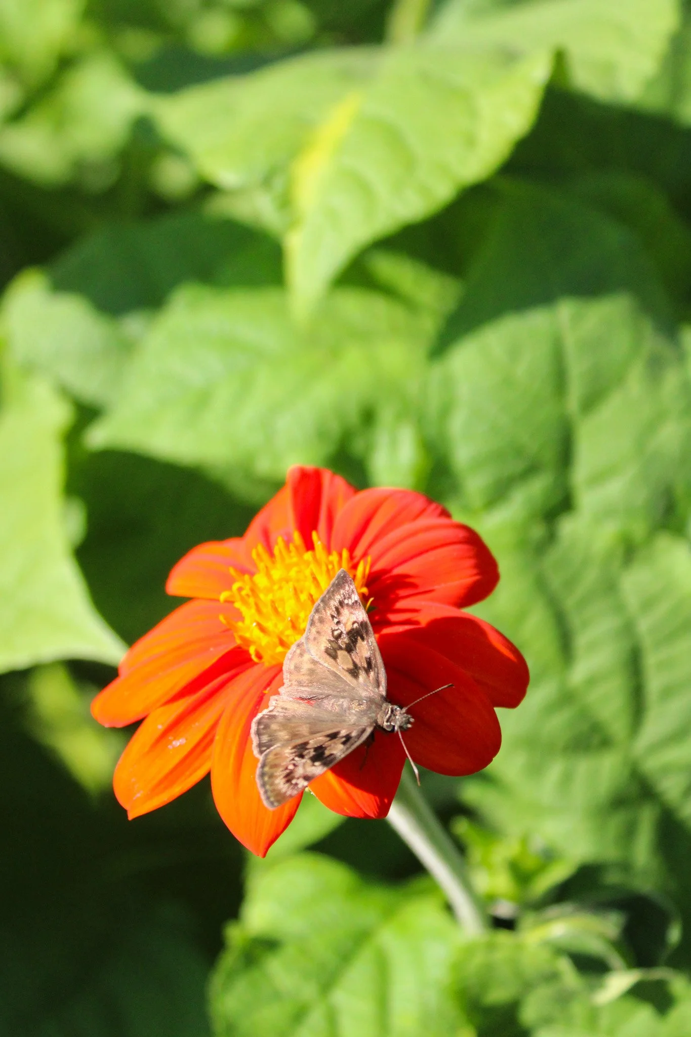 Heritage Garden at Magnolia Plantation &amp; Gardens