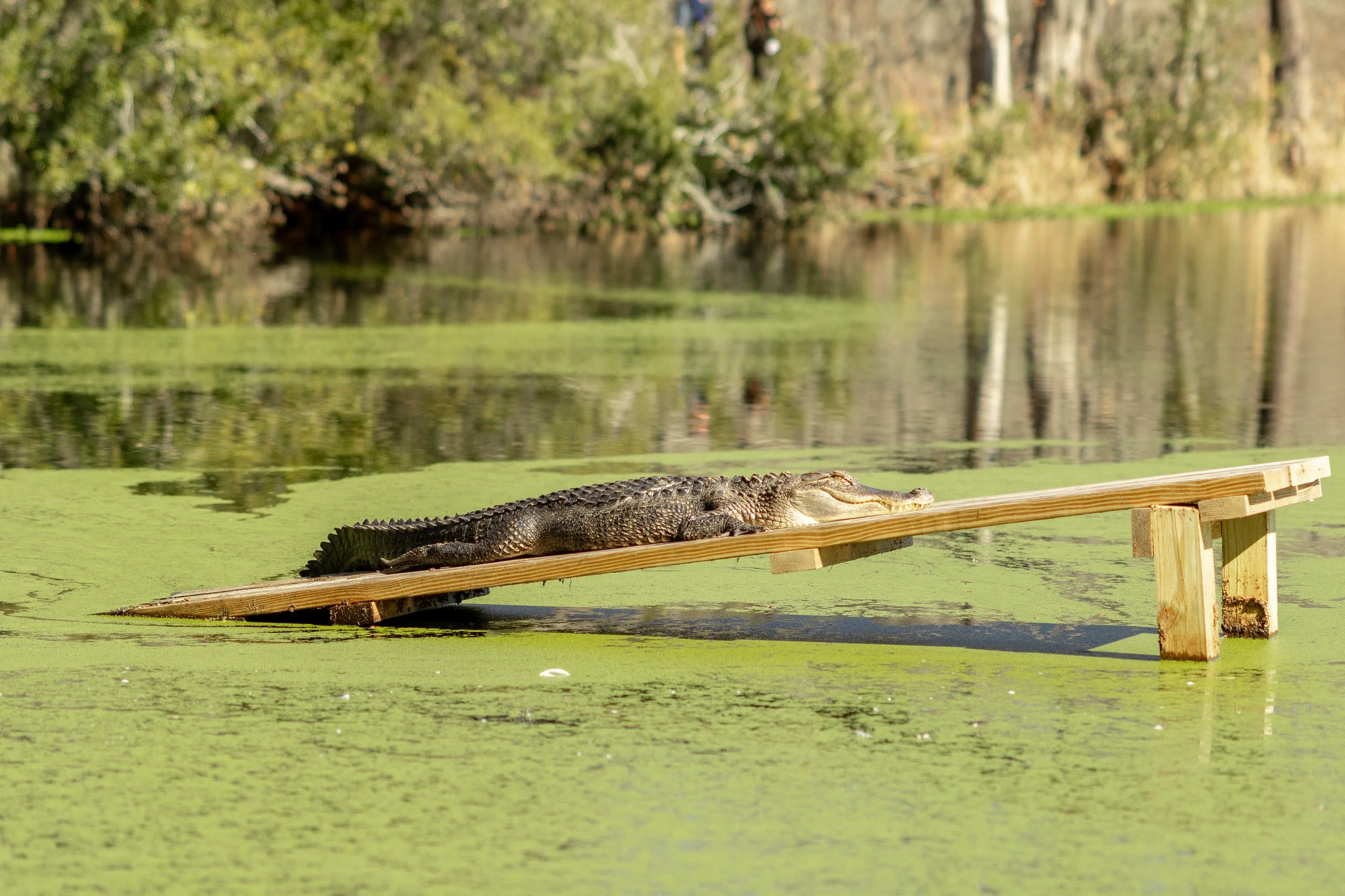 Best Photo Spots at Magnolia Plantation &amp; Gardens in Charleston