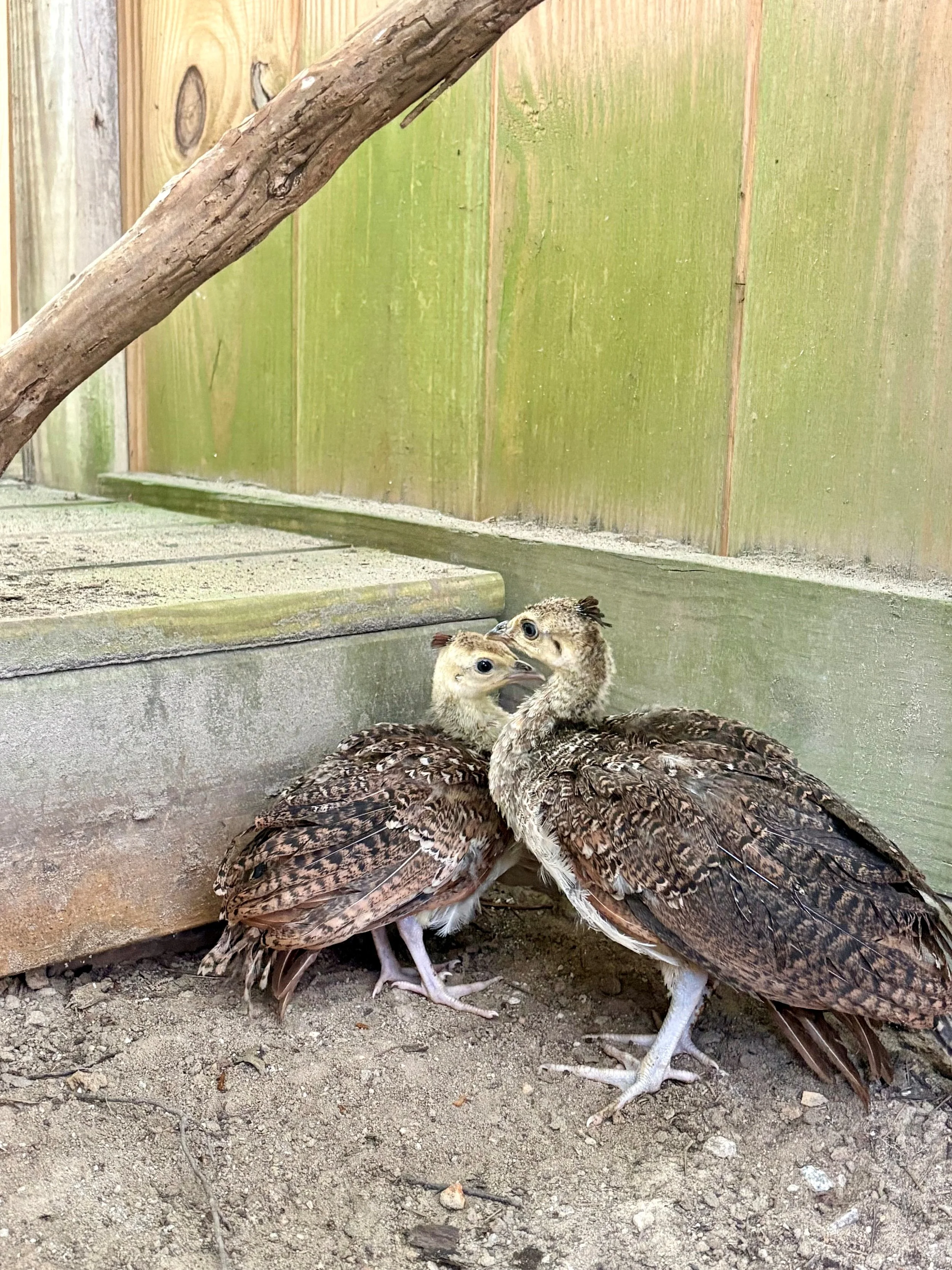 Little Peachicks In Their New Home!.jpg