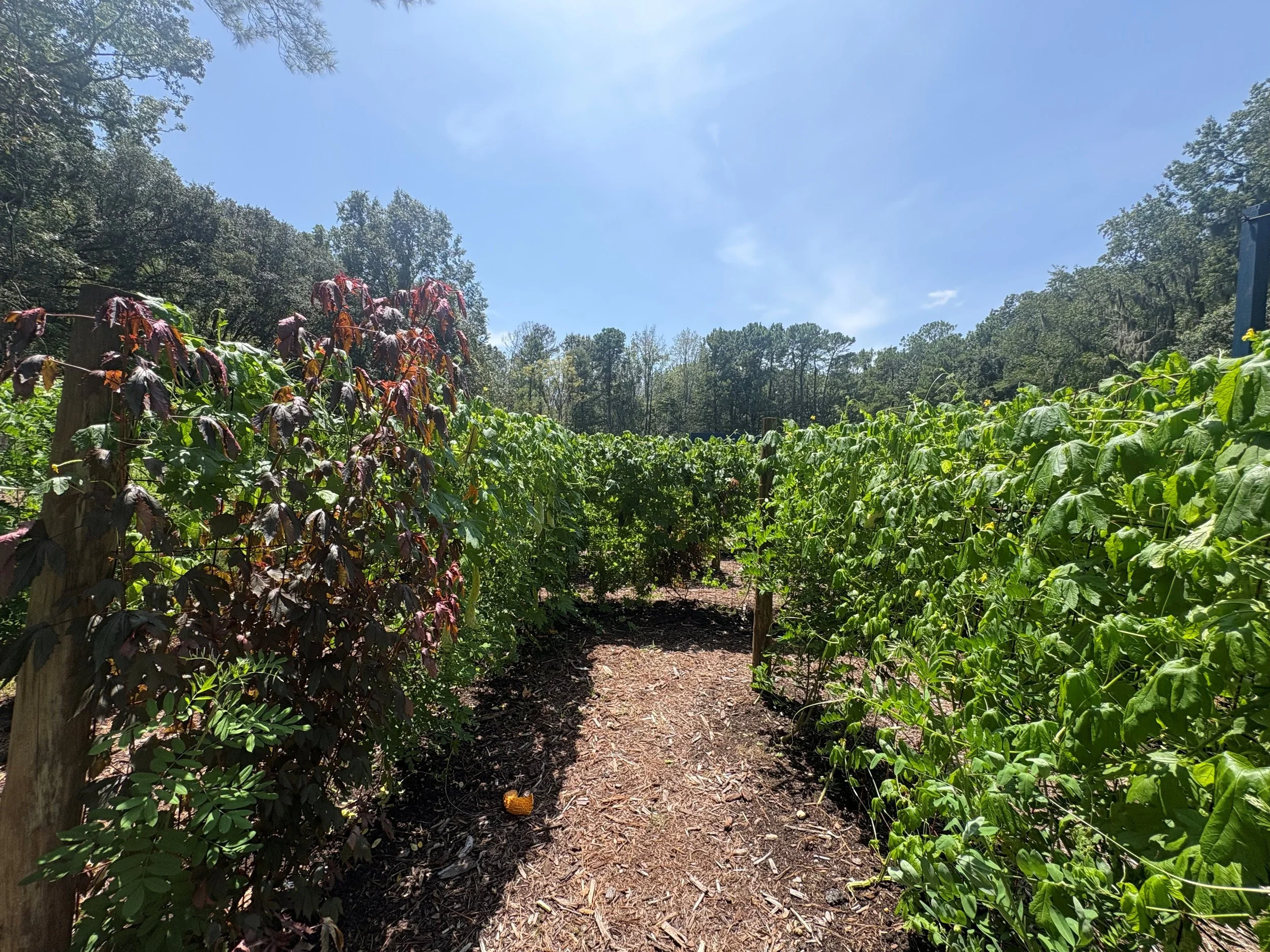 Indigo Maze at Magnolia Plantation &amp; Gardens 