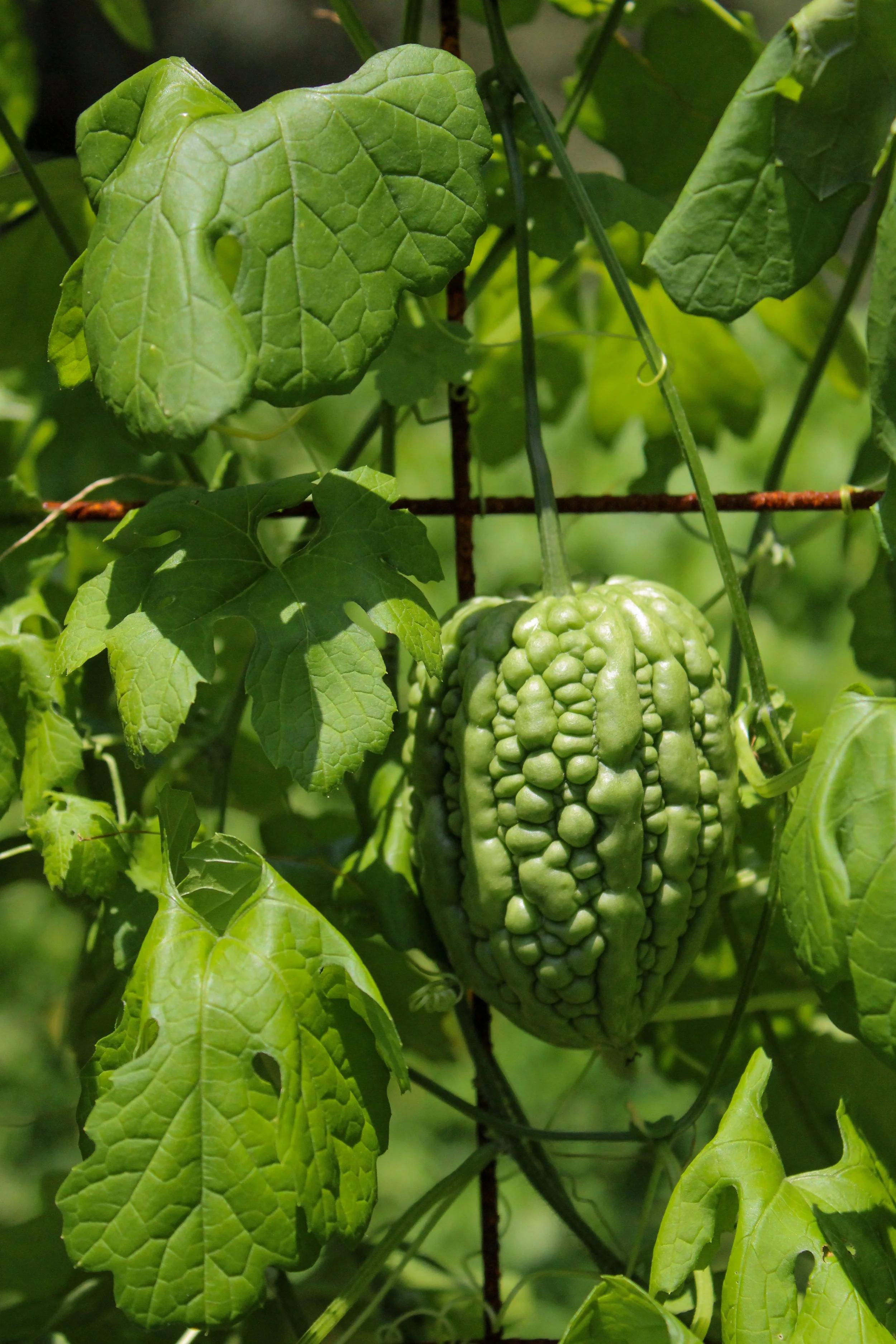 Gourds at the Indigo Maze in the Heritage Garden at Magnolia Plantation &amp; Gardens 