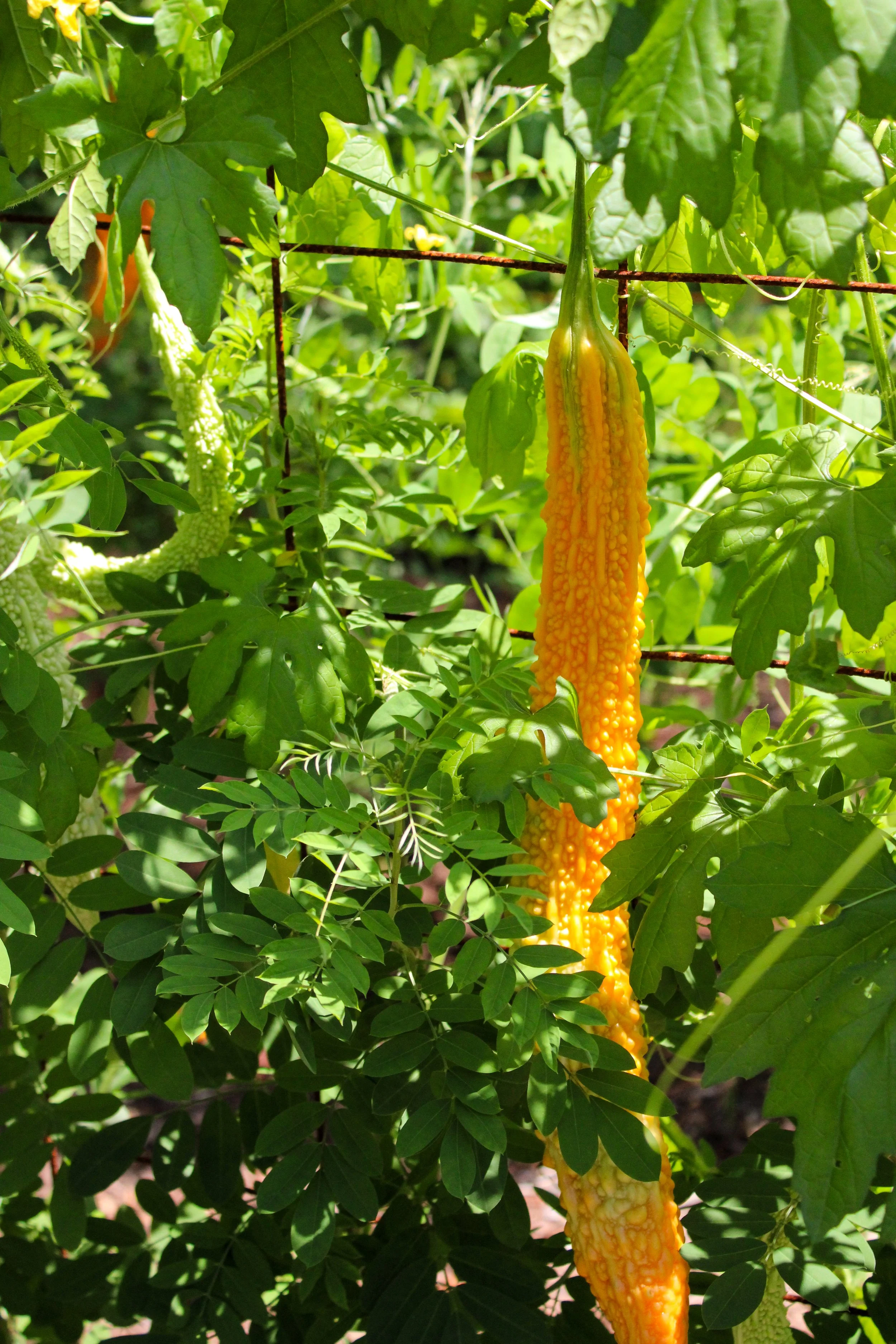 Indigo Maze at Magnolia Plantation &amp; Gardens 