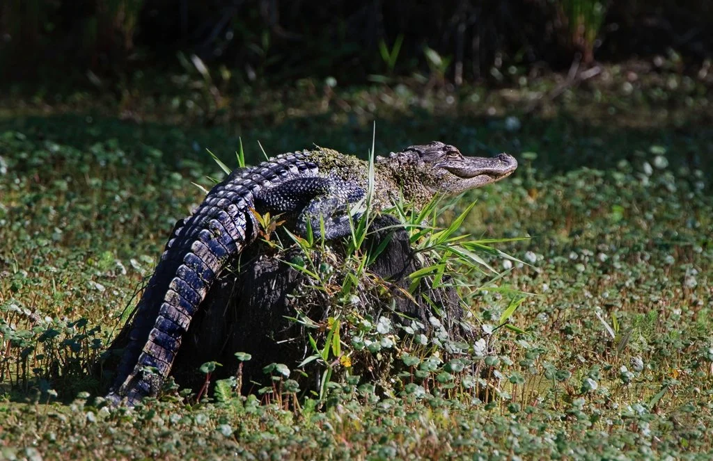 Alligator at Magnolia Plantation &amp; Gardens