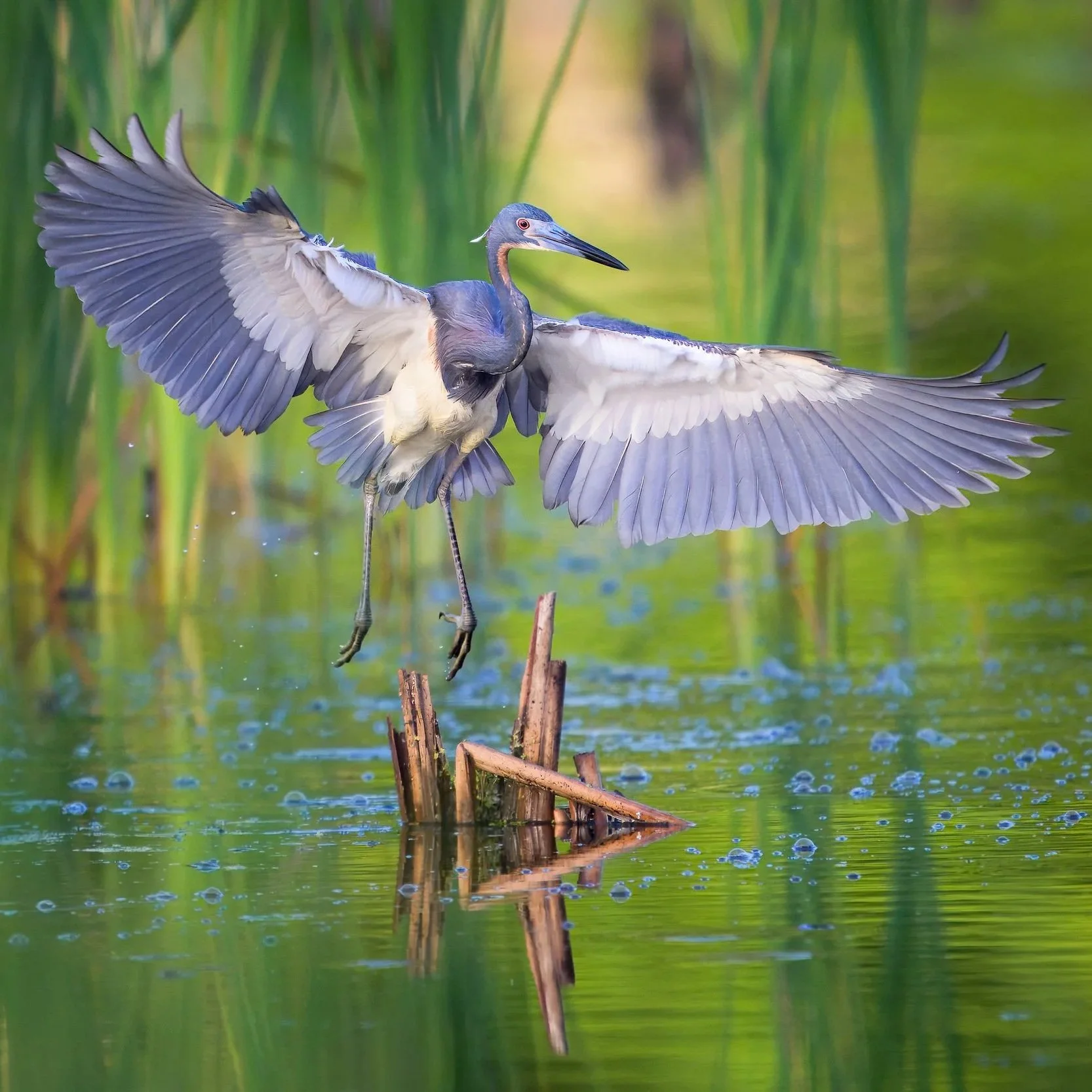 Tri-Colored Heron in the Audubon Swamp Garden