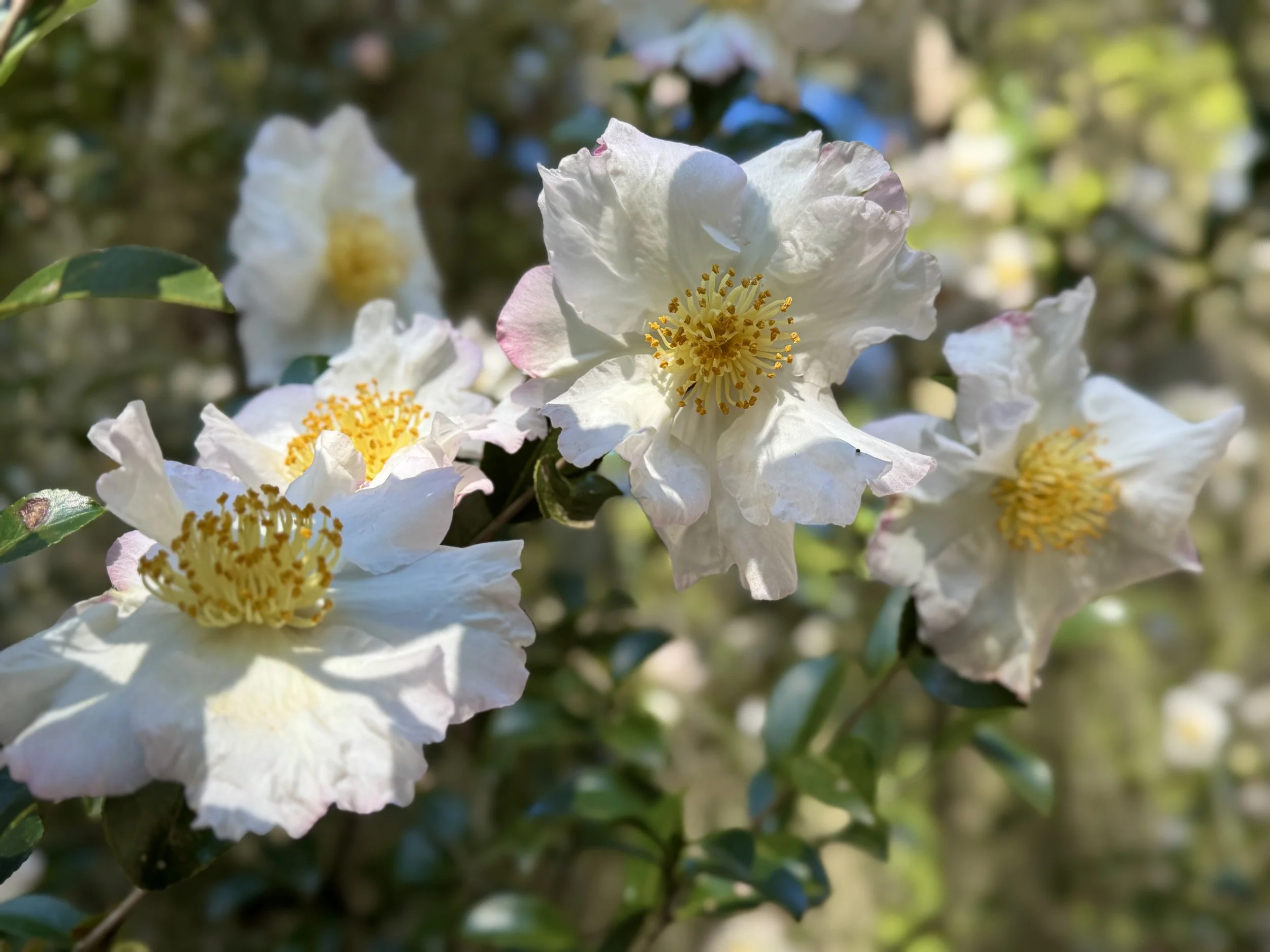Camellia sasanqua