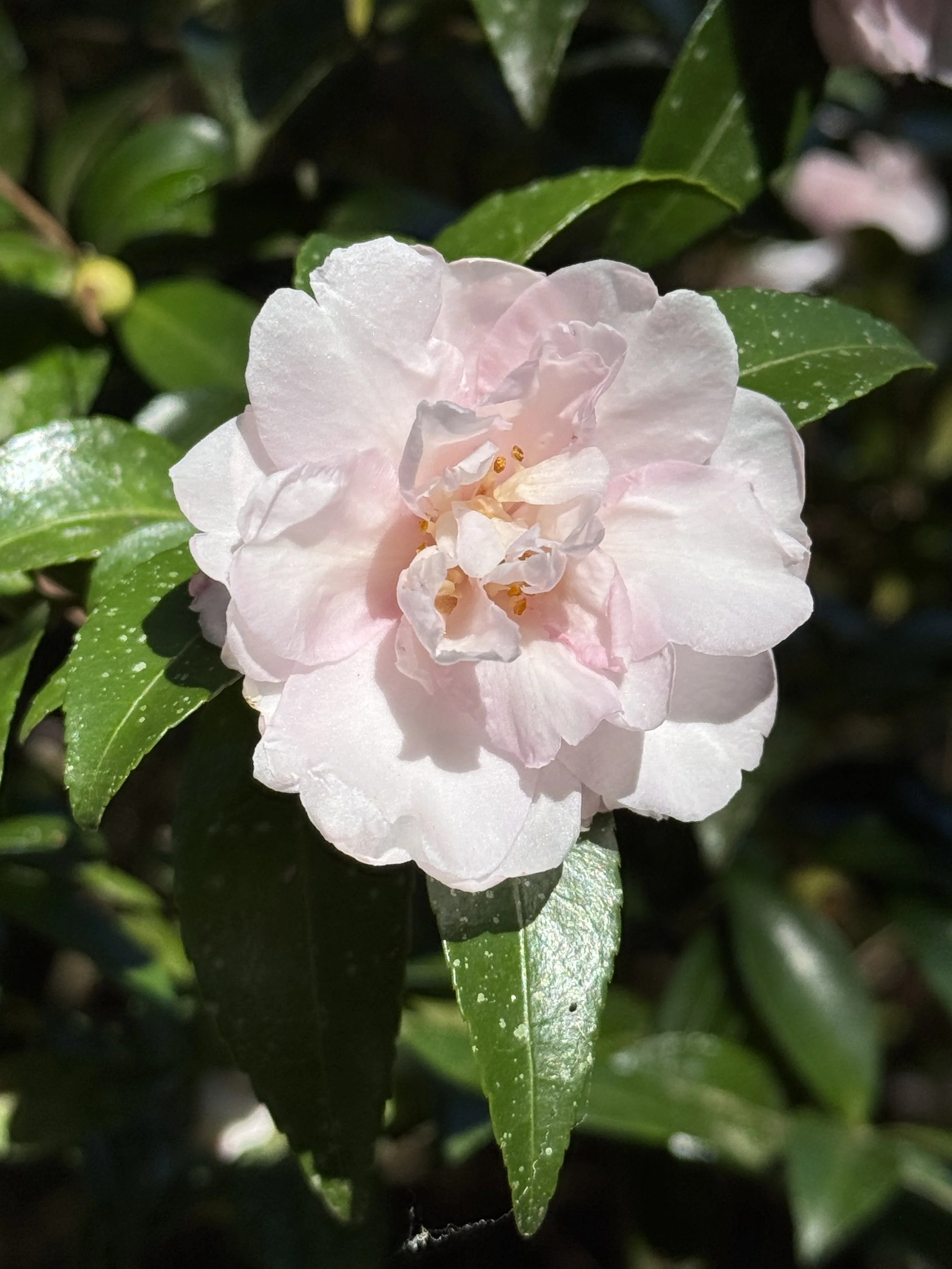 Camellia sasanqua at Magnolia Plantation &amp; Gardens 
