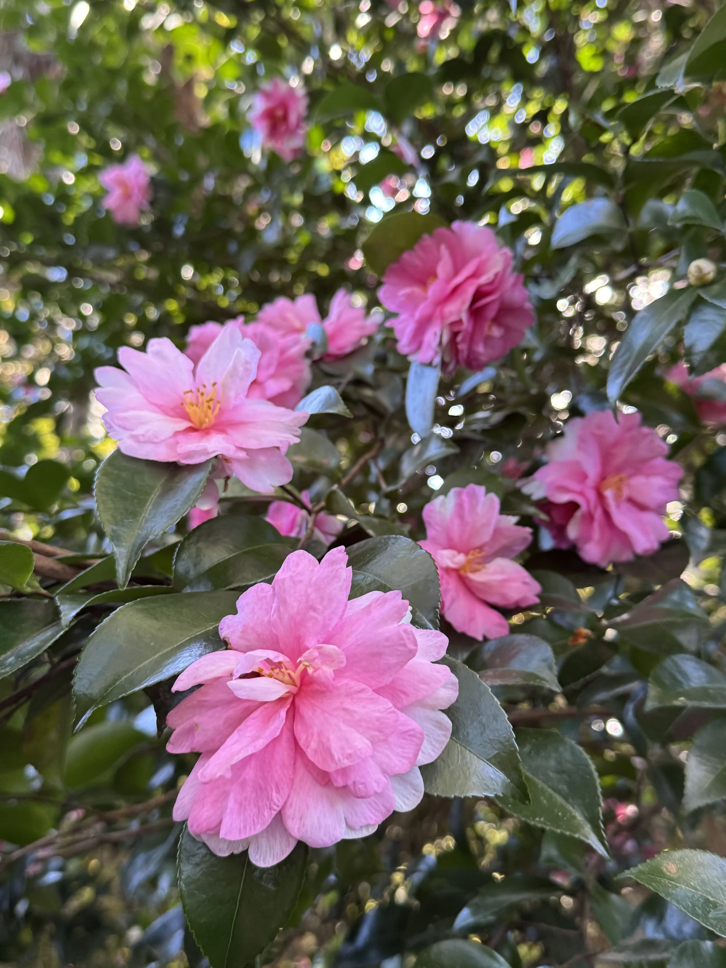 Camellias in Charleston: A Seasonal Guide