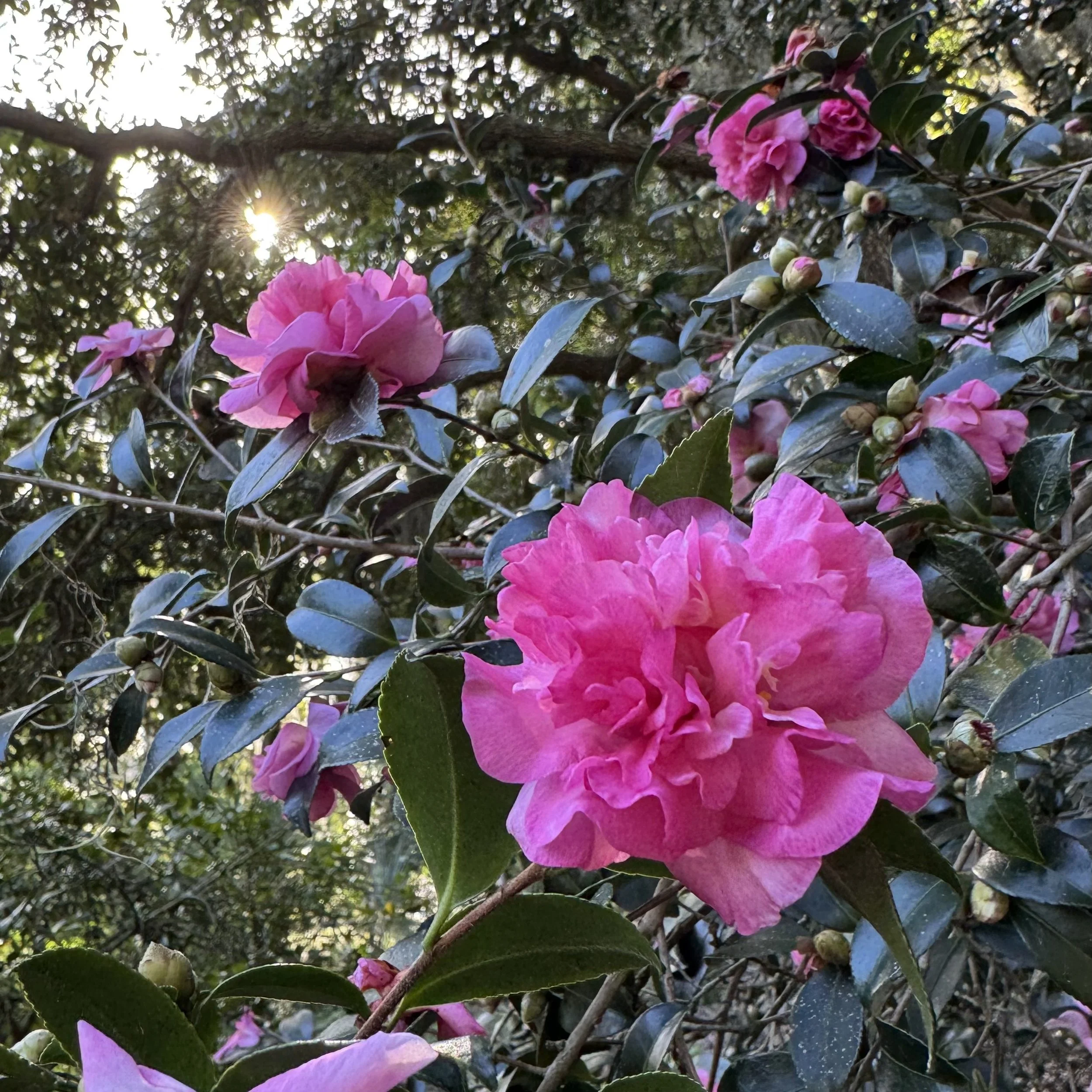 japonica
