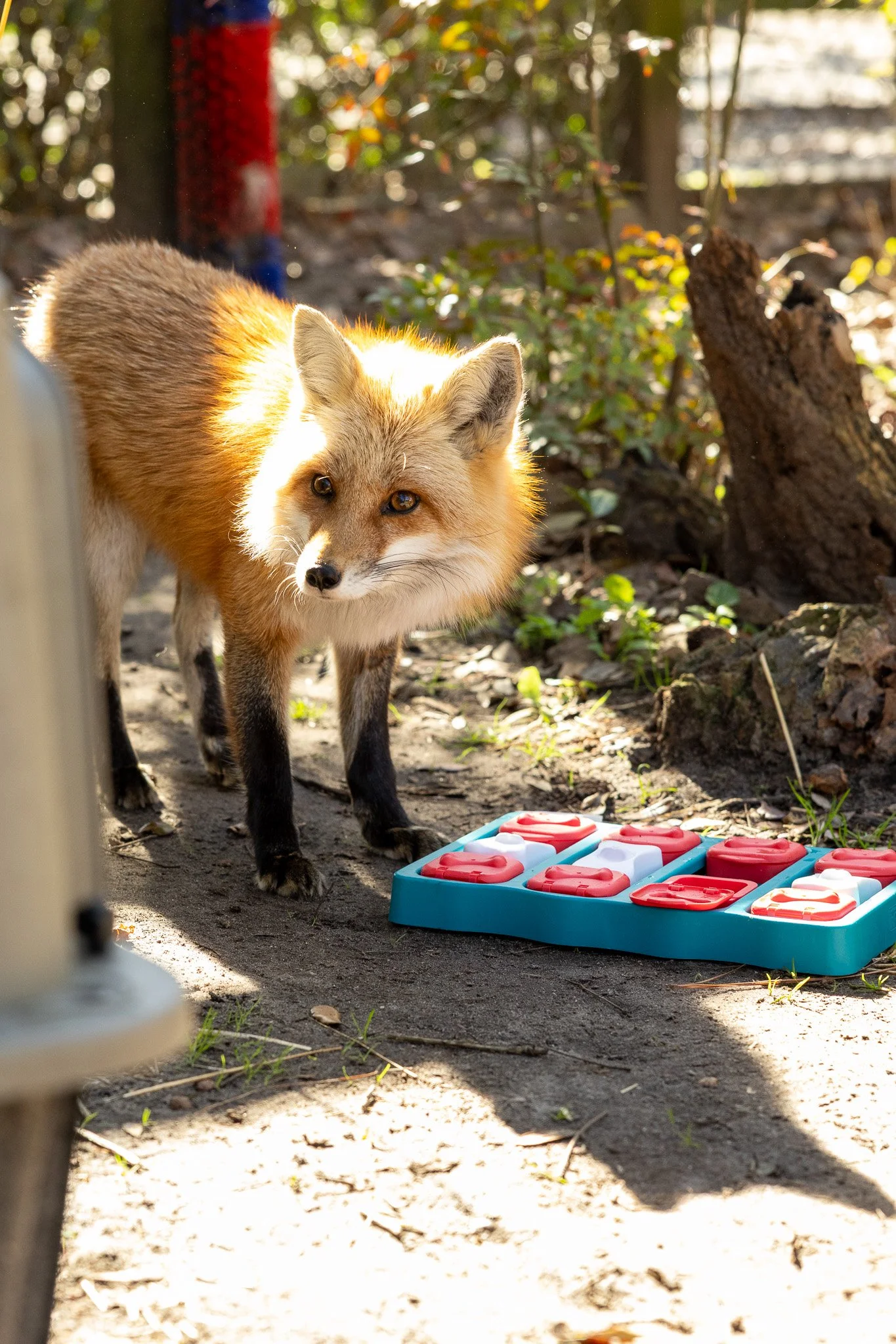 Todd enrichment at Wildlife Center