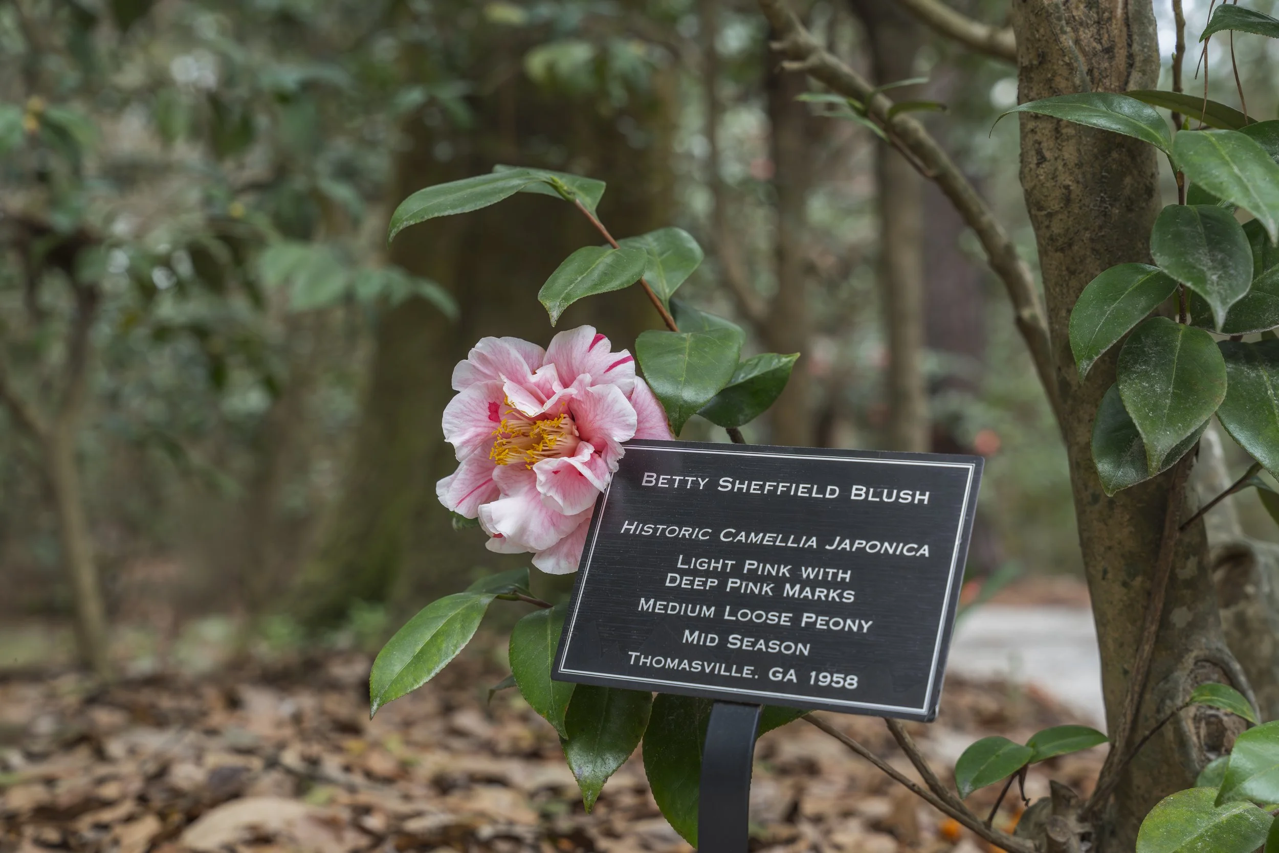 Camellias at Magnolia