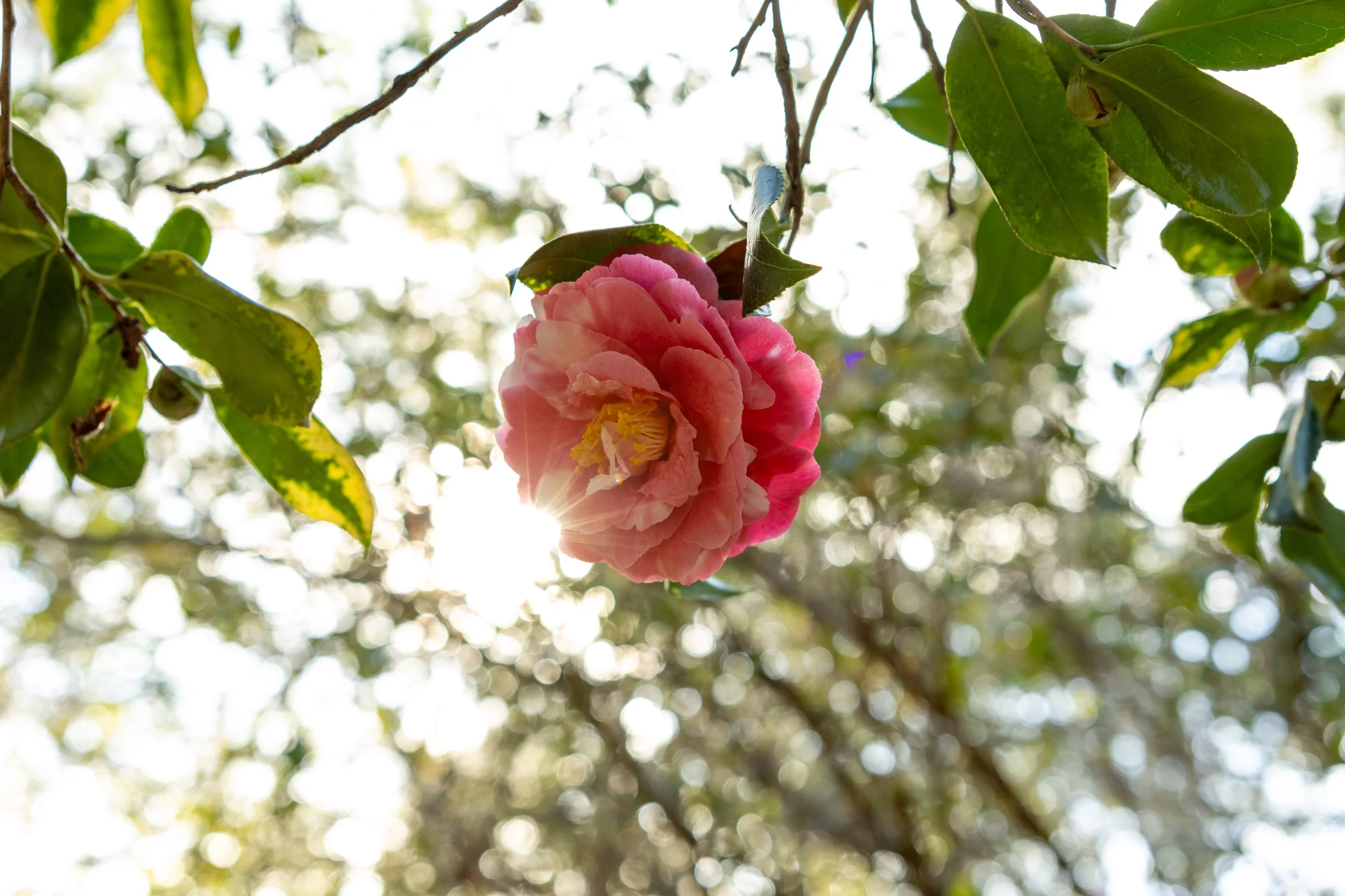 Camellias at Magnolia