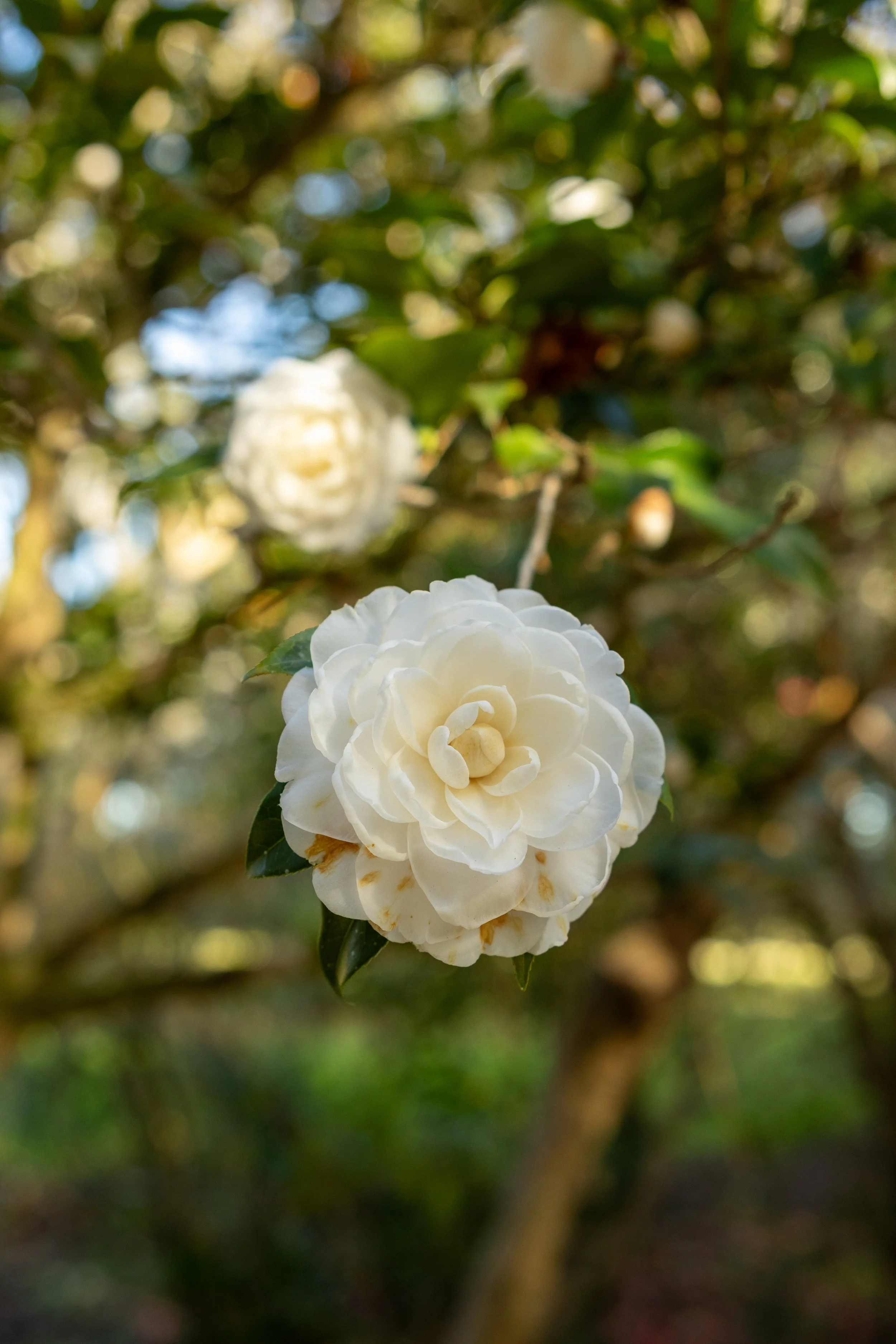 Camellias at Magnolia