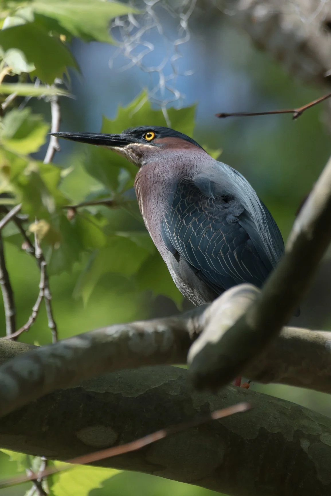 Green Heron in the Audubon Swamp Garden