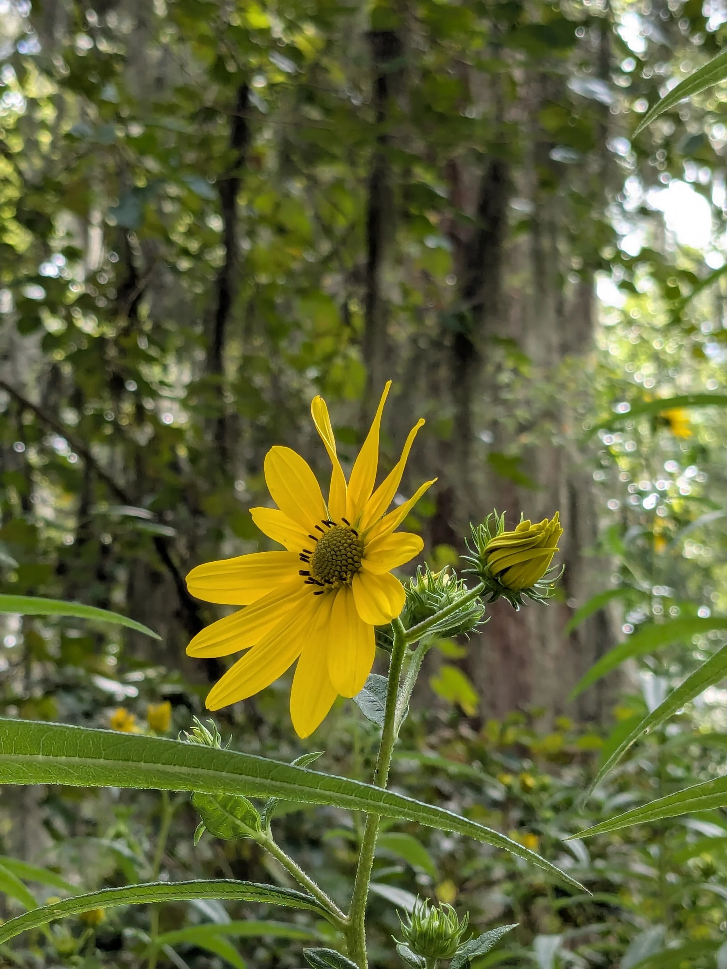 Blooms at Magnolia Plantation &amp; Gardens
