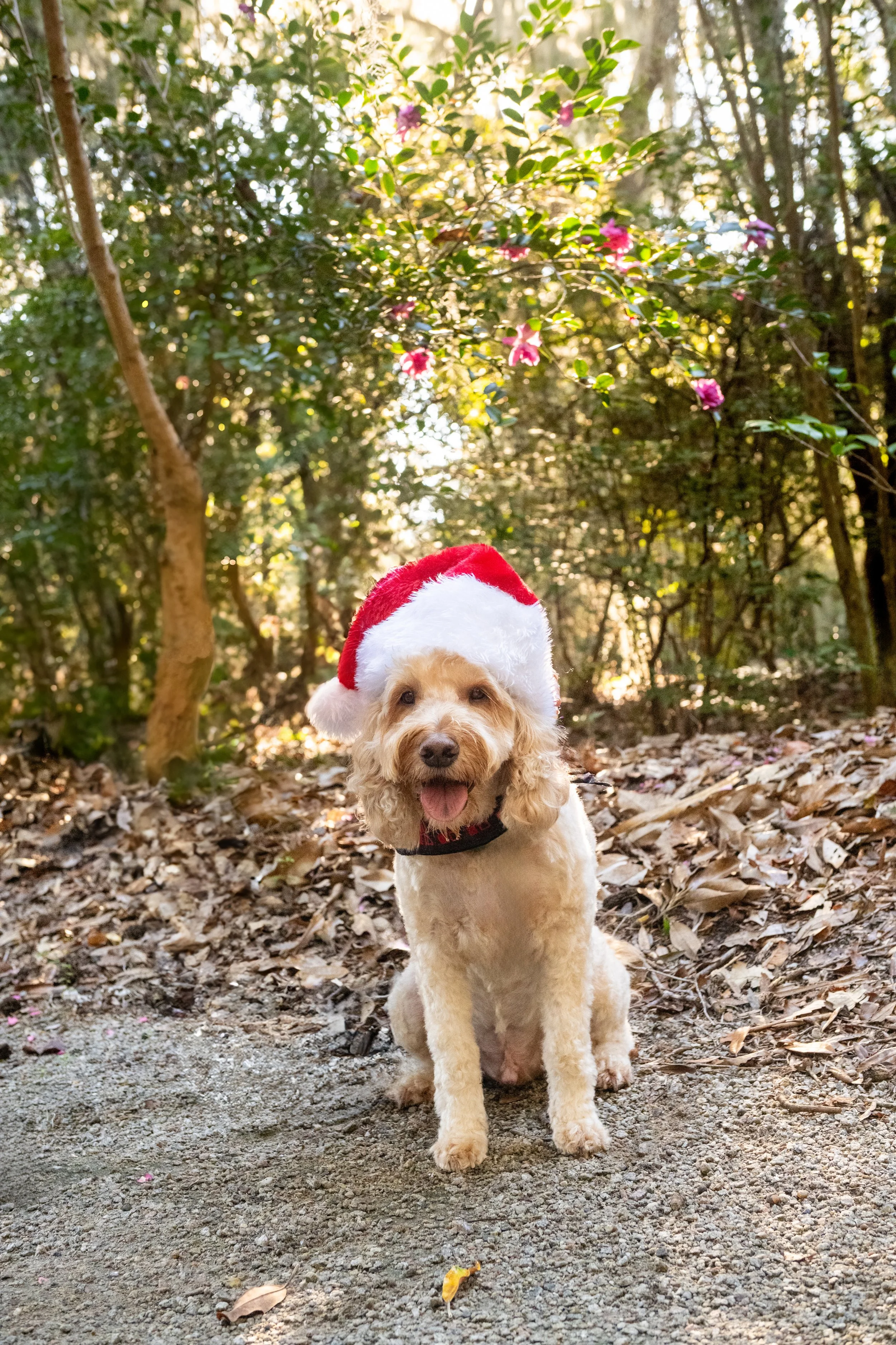 Bark the Halls 5K at Magnolia Plantation &amp; Gardens