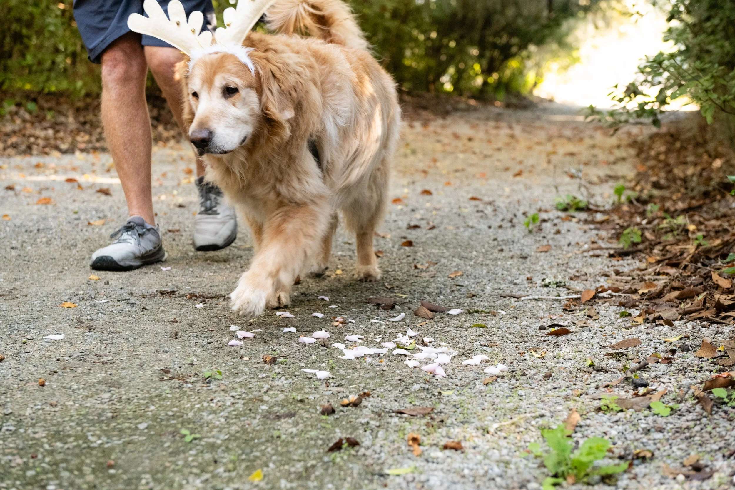 Bark the Halls 5K at Magnolia Plantation &amp; Gardens