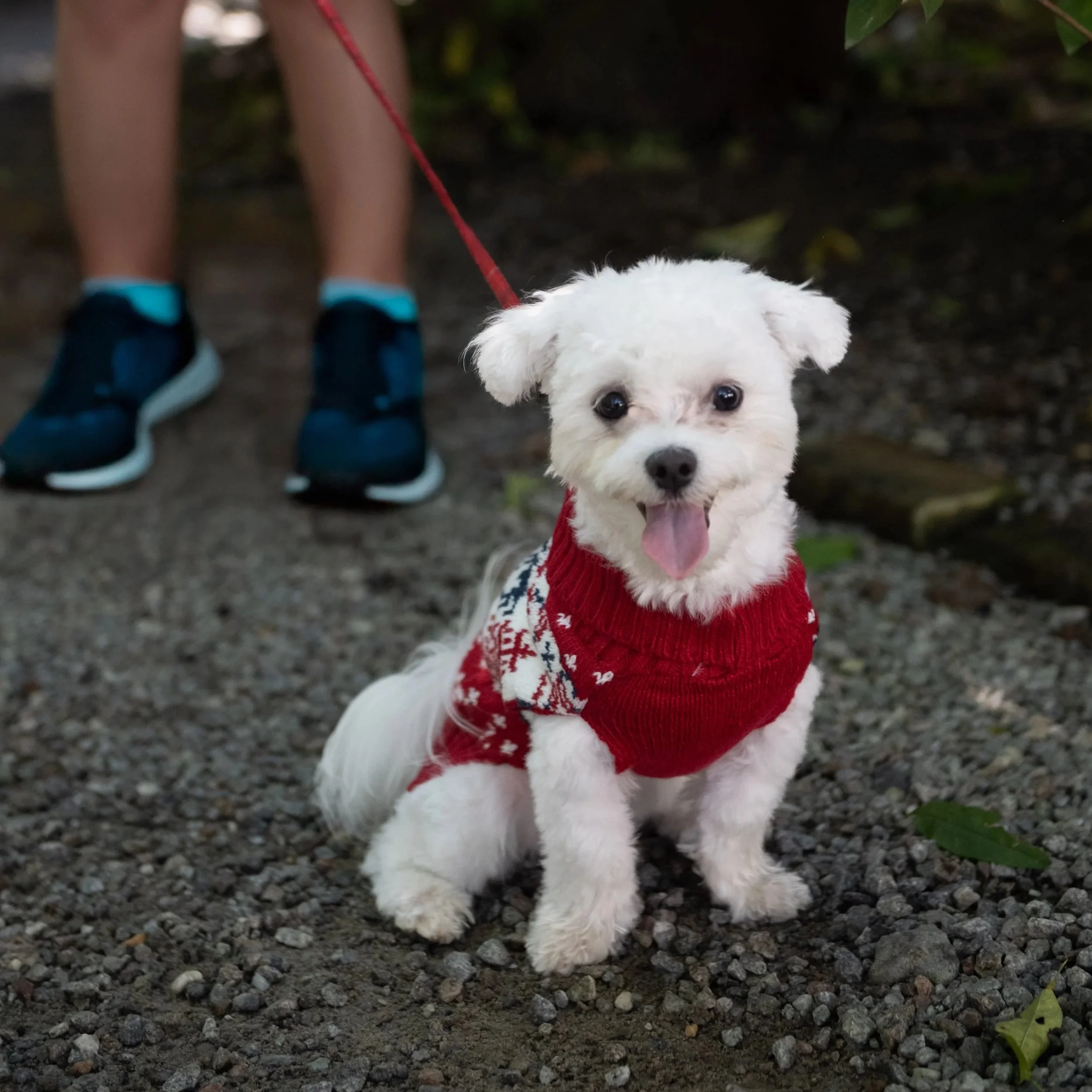 Bark the Halls 5K at Magnolia Plantation &amp; Gardens 