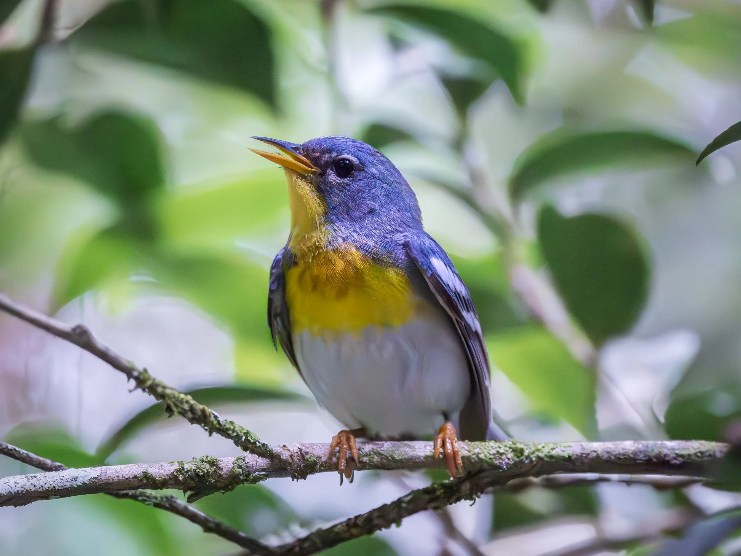 parula at magnolia plantation &amp; gardens 