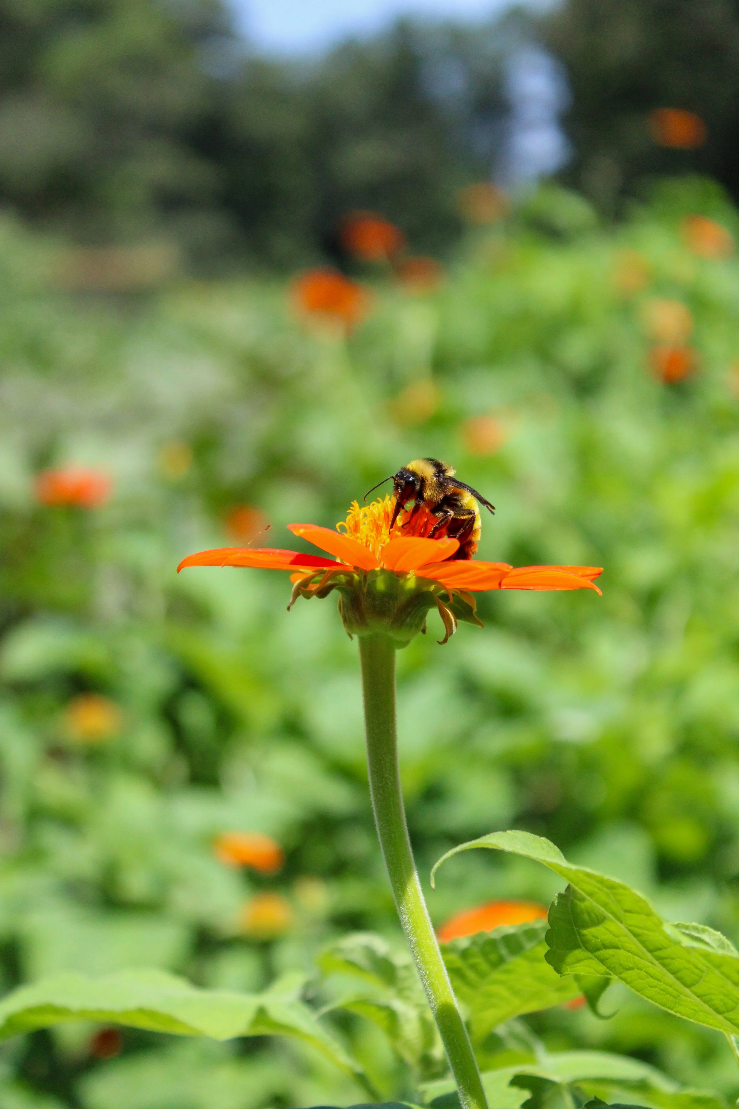 heritage garden at magnolia plantation &amp; gardens
