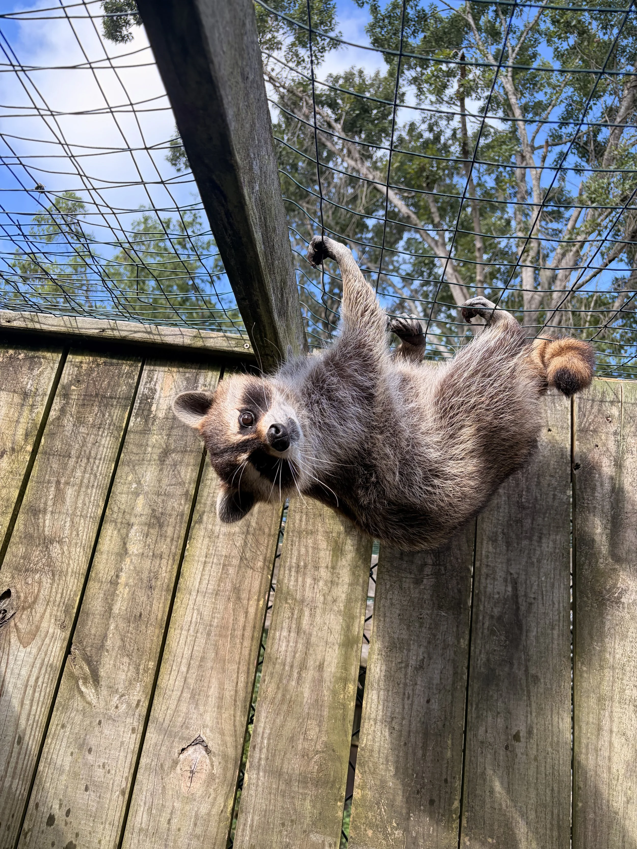 raccoons at the wildlife center 