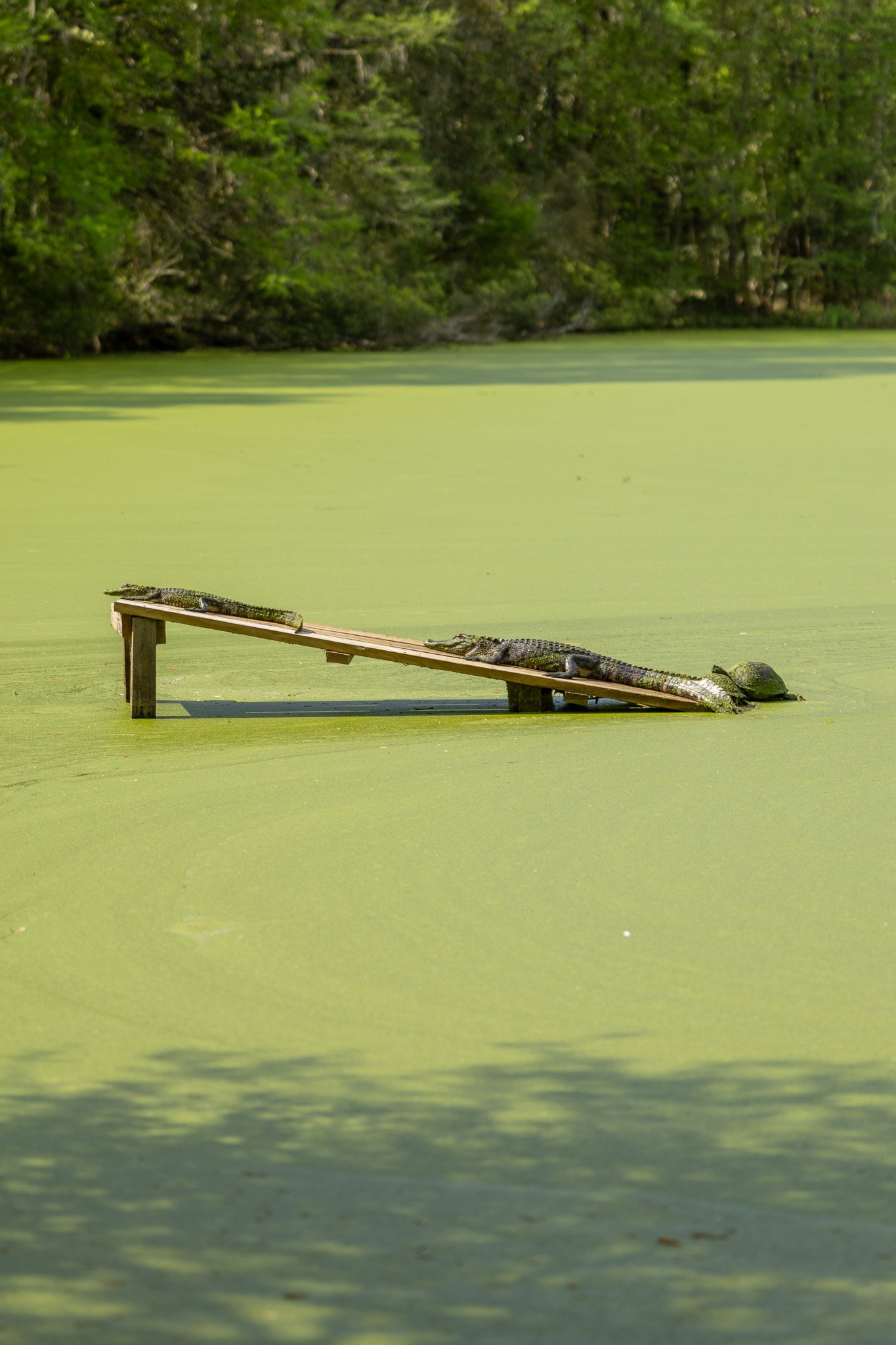Two alligators sit on a ramp in the Audubon Swamp Garden at Magnolia Plantation & Gardens with duckweed covering the pond