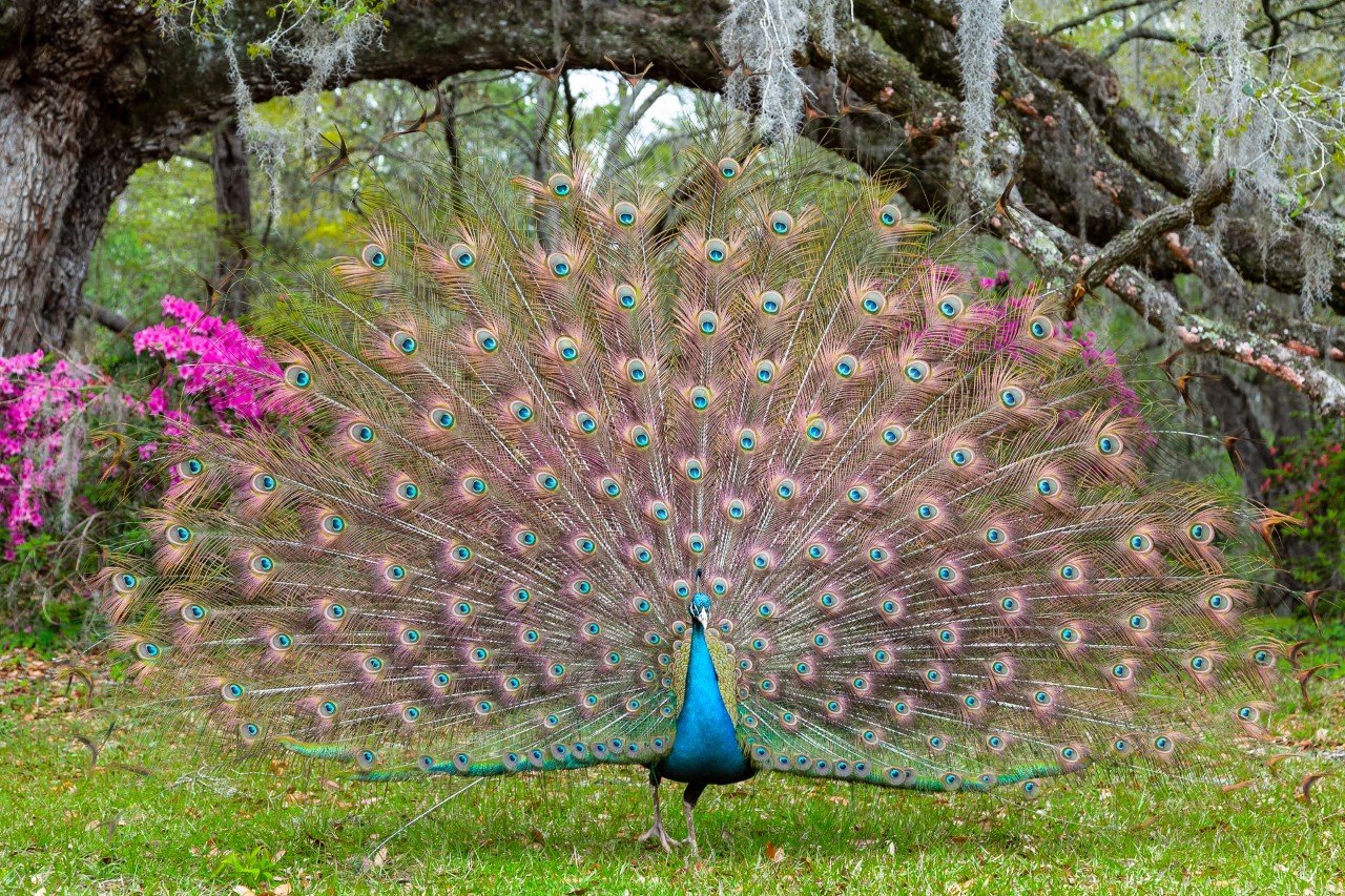 A peacock displaying its colorful feathers in a garden with trees and pink flowers.