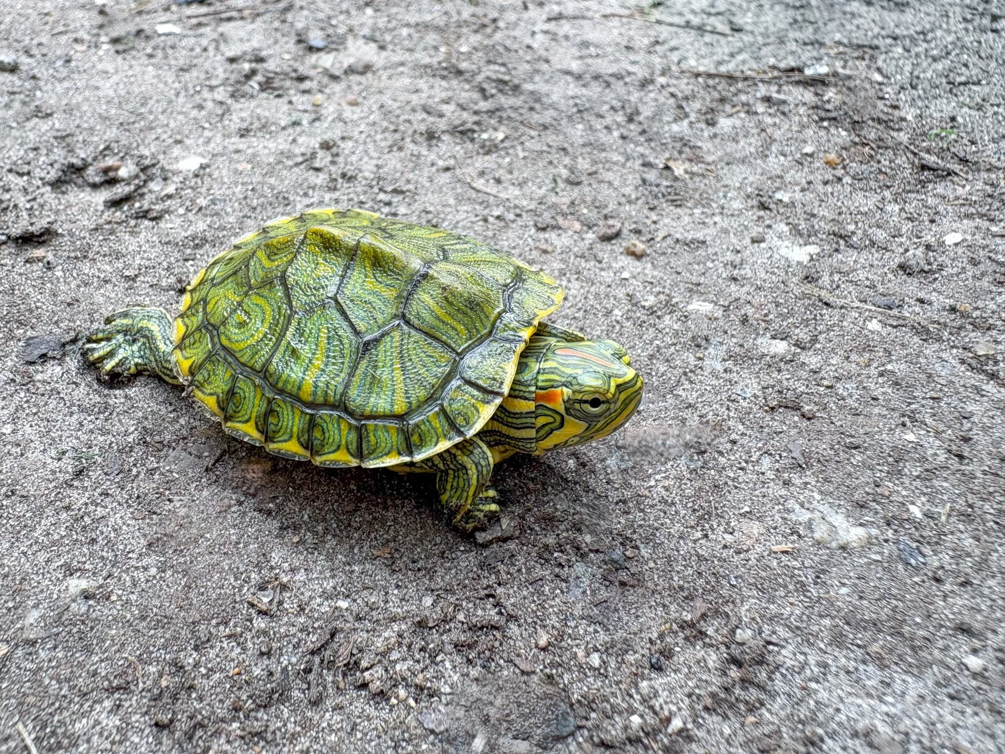 Red Eared Sliders hanging out at Magnolia Plantation & Gardens