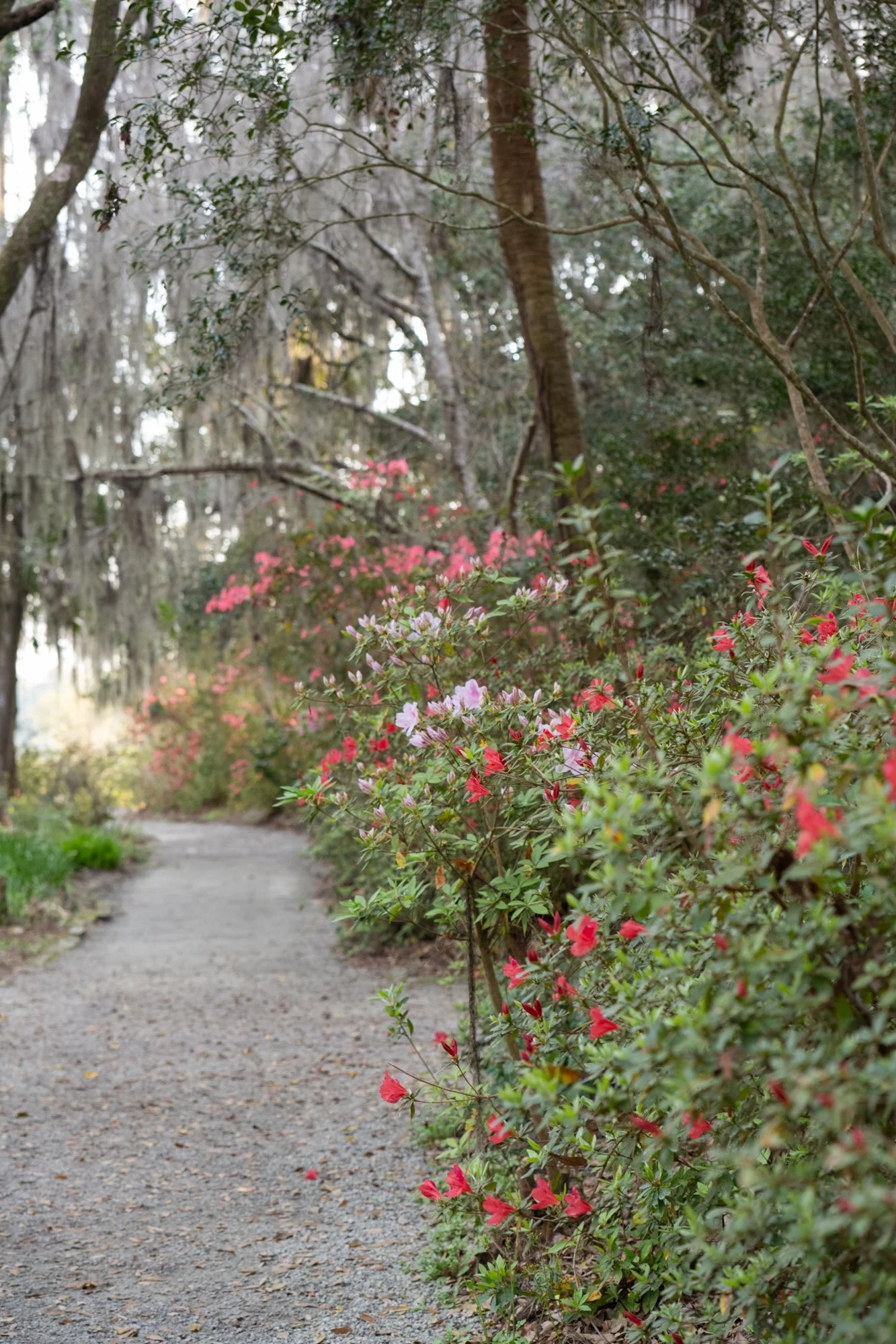 Pathway at Magnolia Plantation & Gardens lined with blooming and budding azaleas
